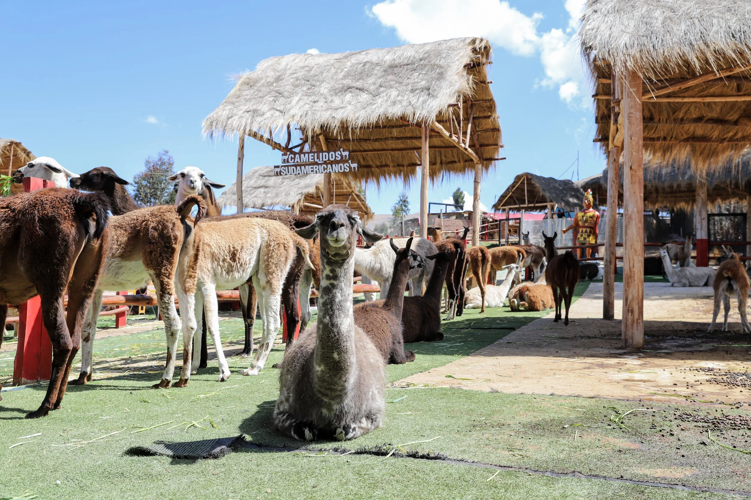 Cusco day 1 alpacas _29.JPG