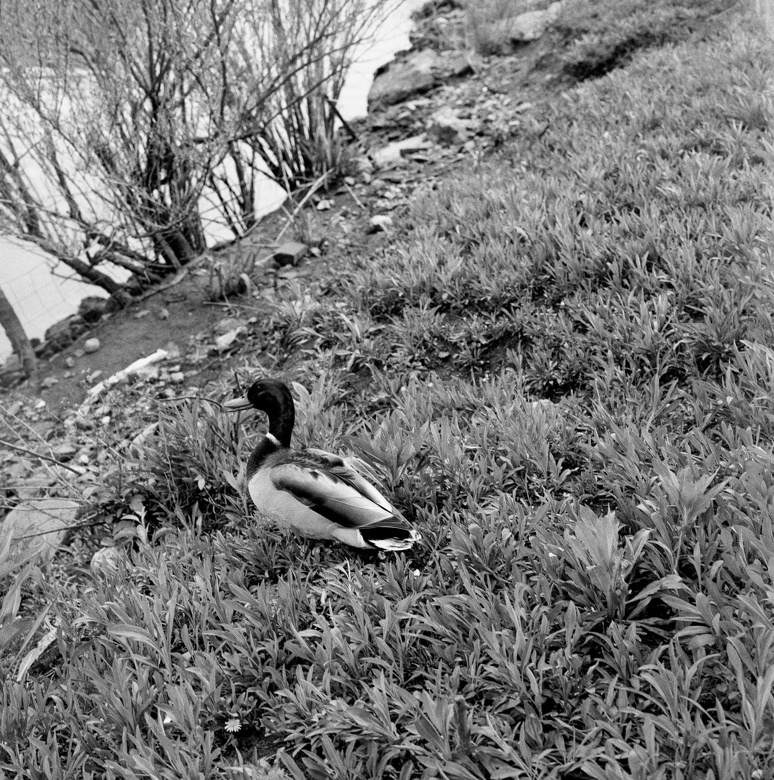 Tarrytown edited _3 copy.jpg