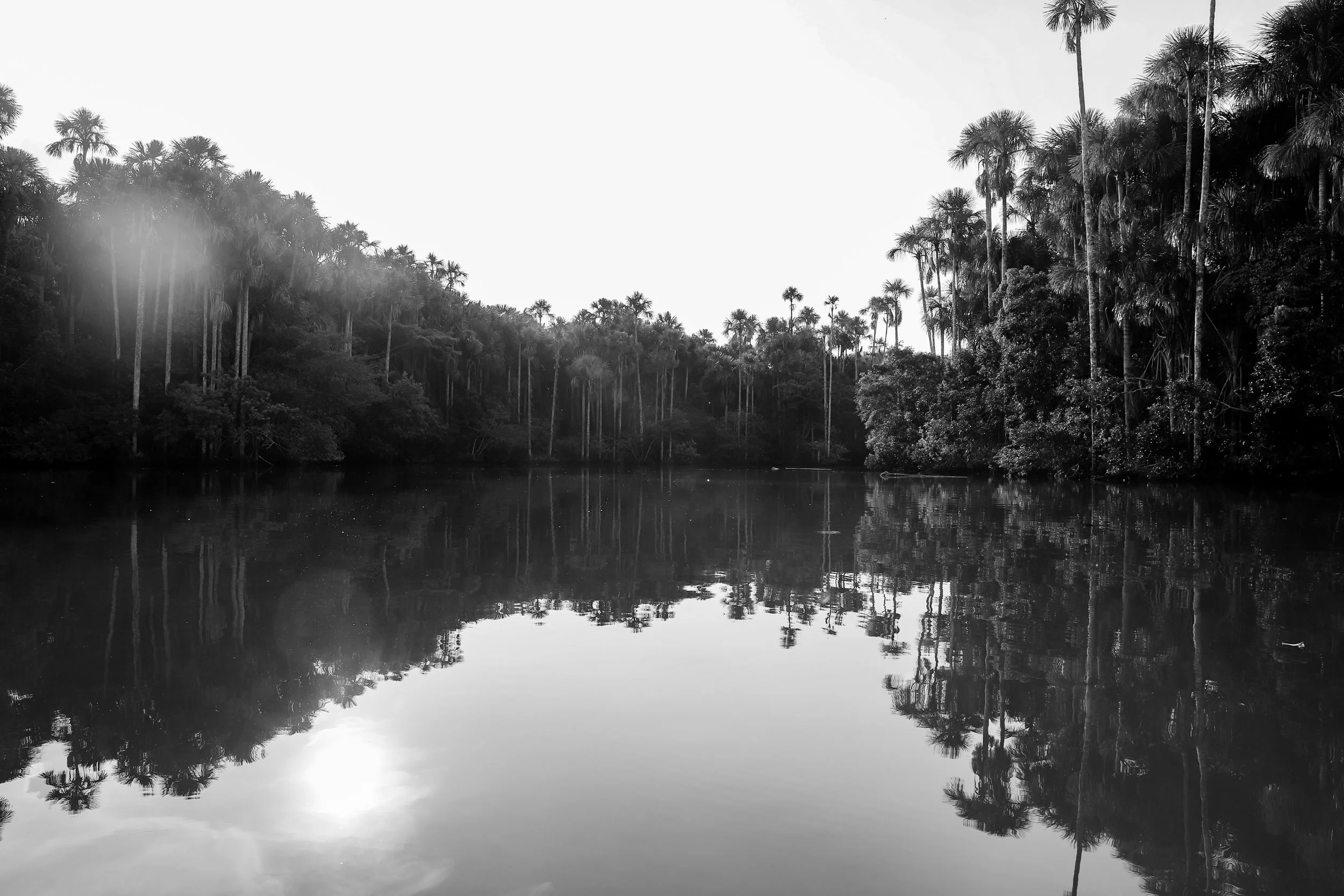 jungle I  edited _232.JPG