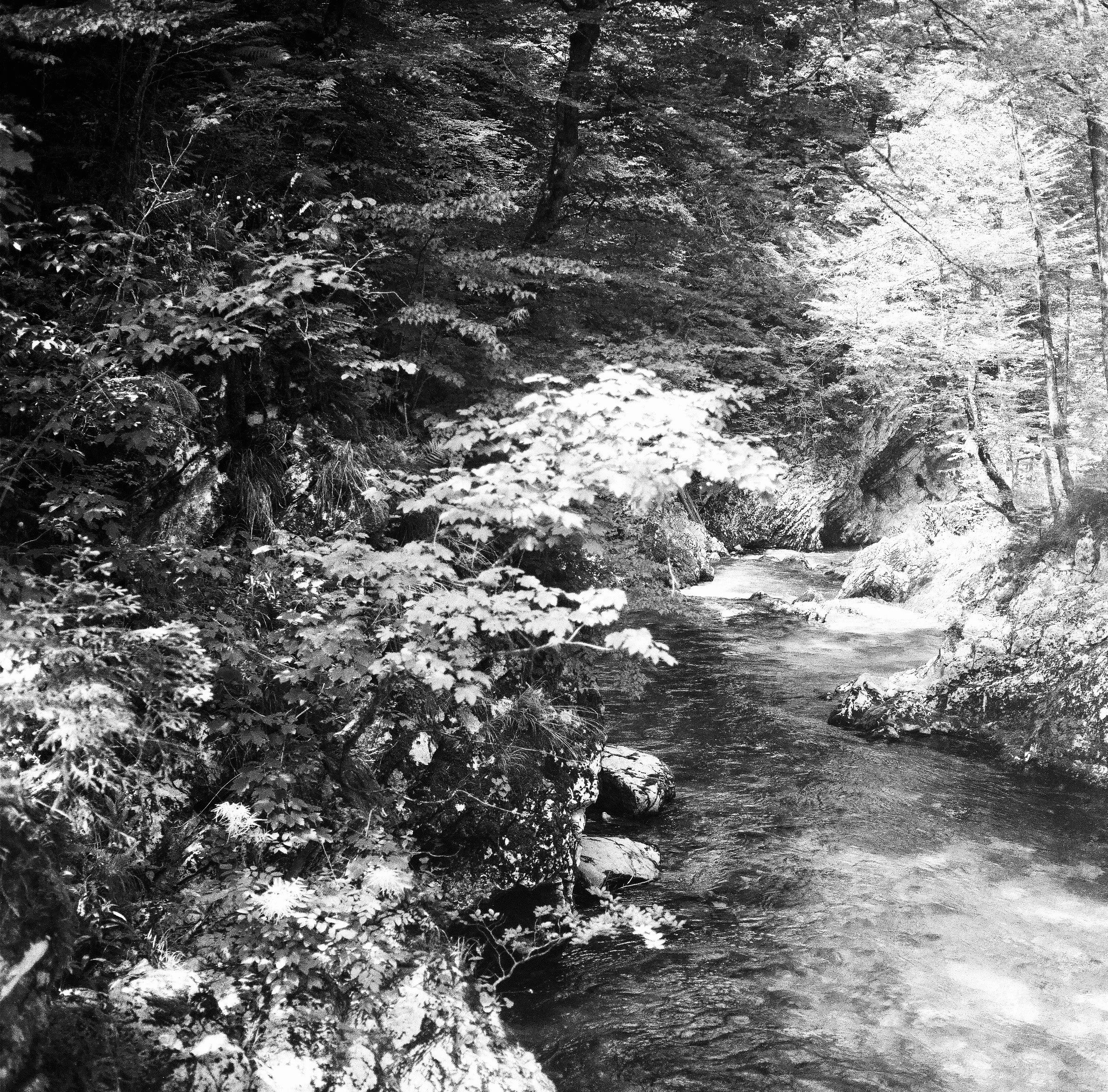 Bushes:leaves_slovenia copy.jpg