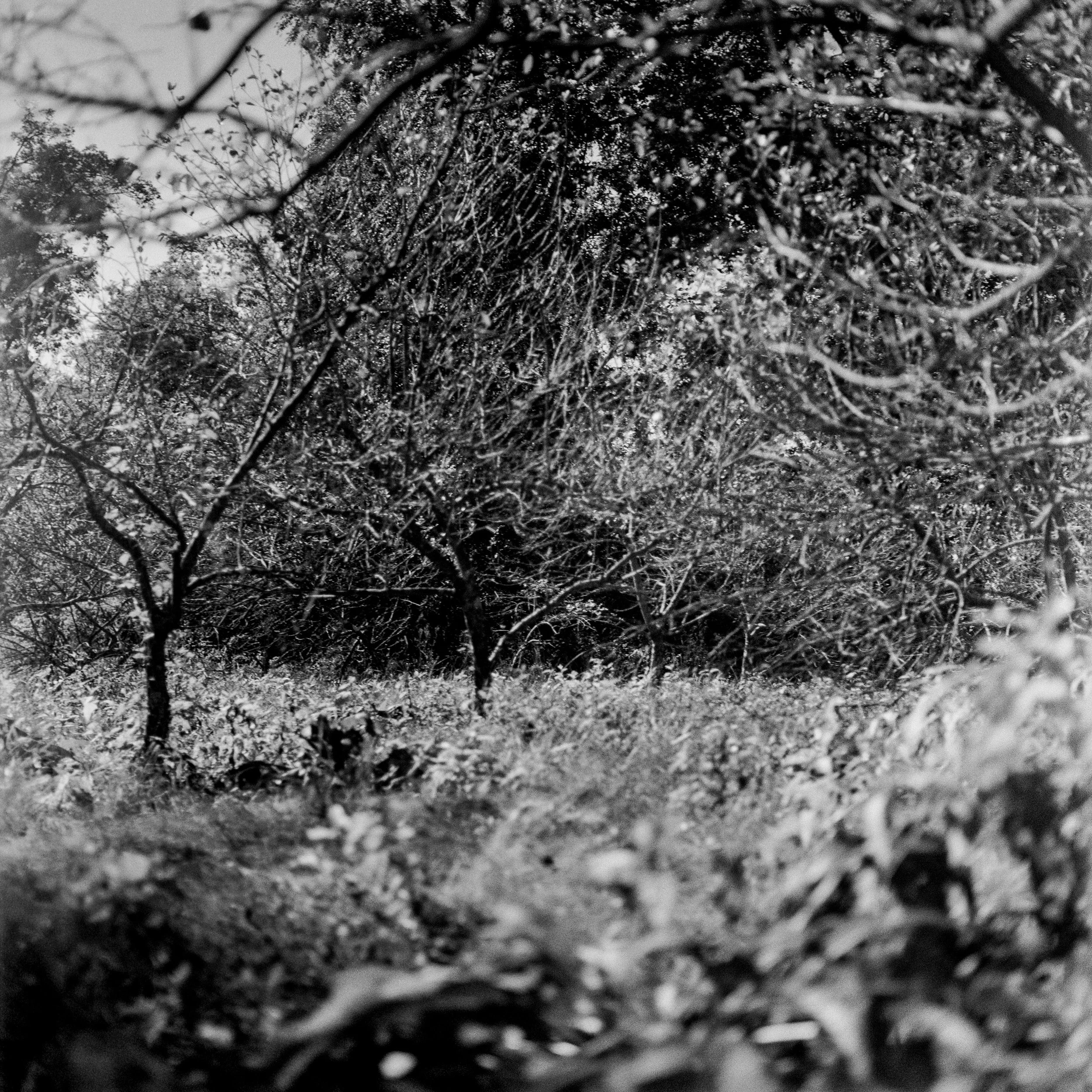 AppleFarm_cropped_1 copy.jpg