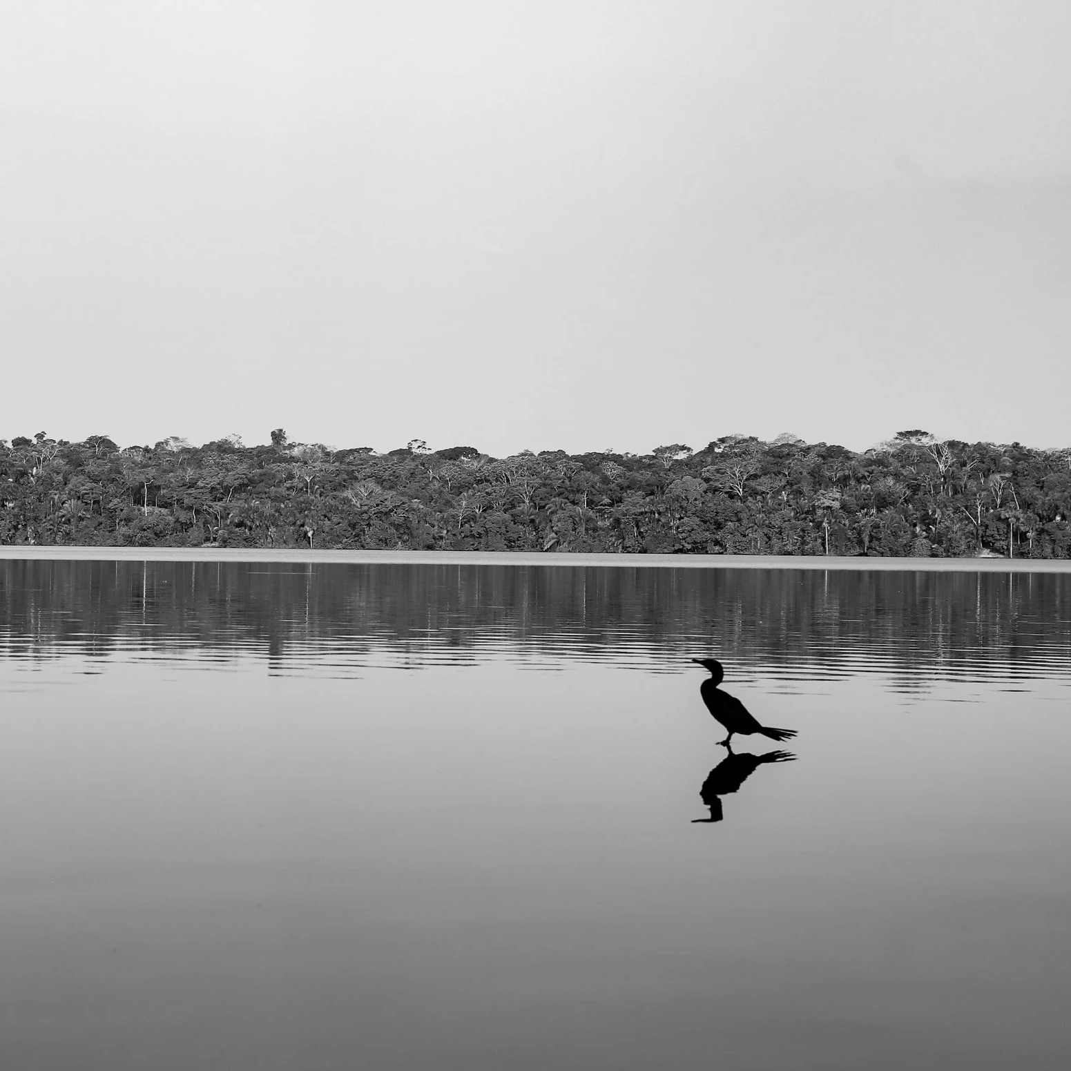 jungle I  edited _226.png