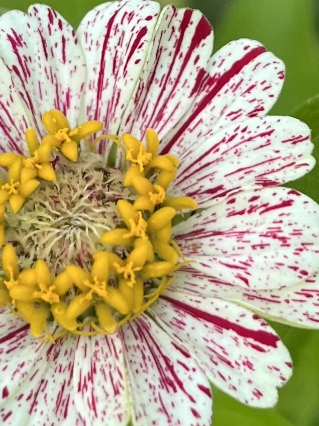 Garden Committee Meeting