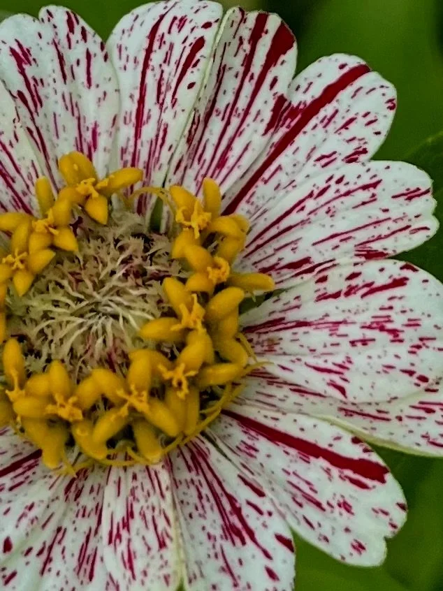 Garden Committee Meeting