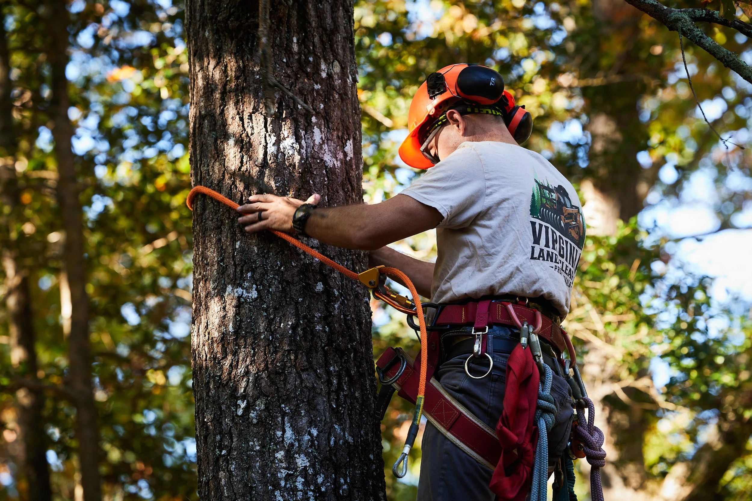 Forestry skid steer moving fallen tree in forest clearing.