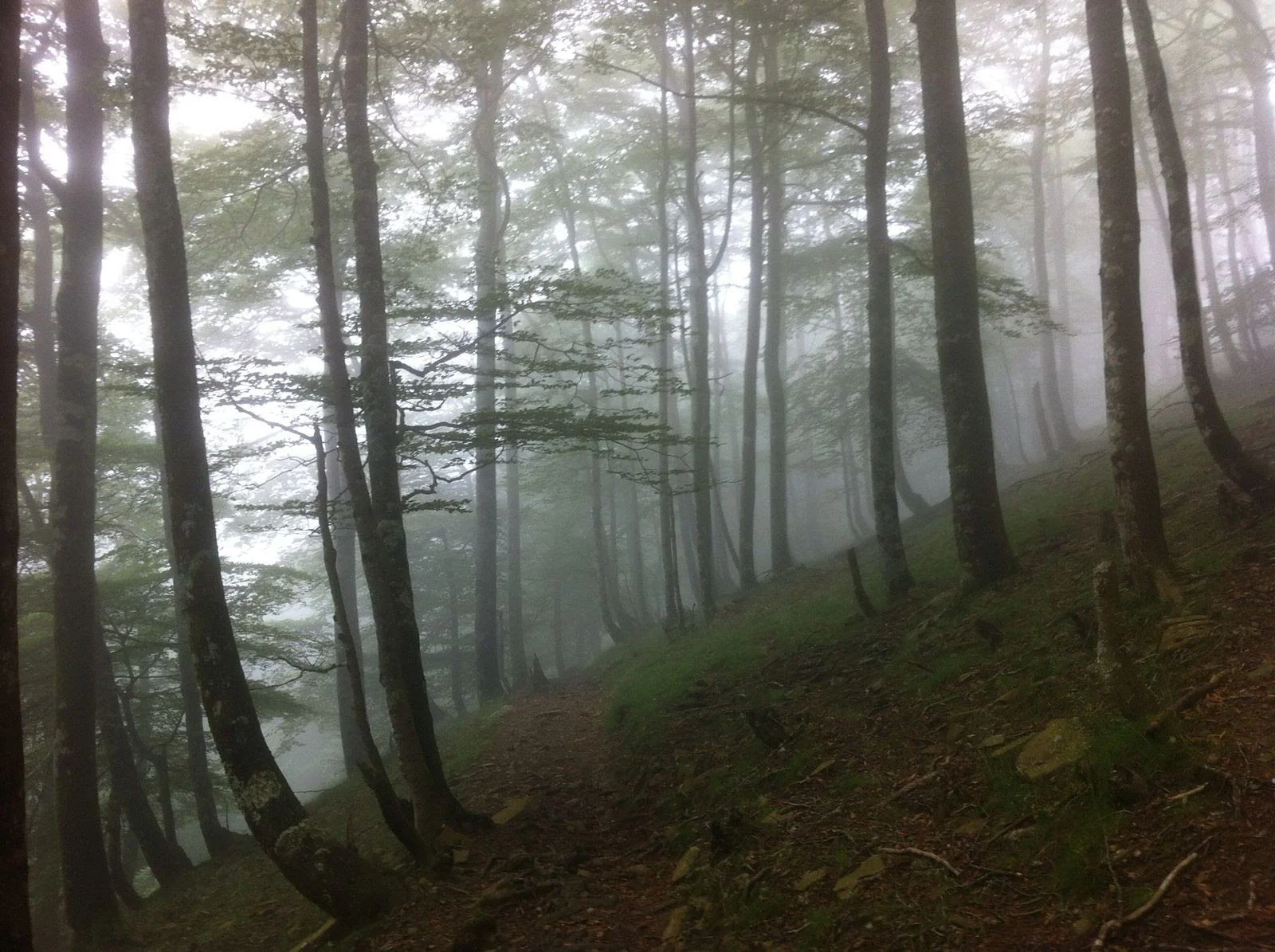 5 PATHS OF YOGA AND MEDITATION
