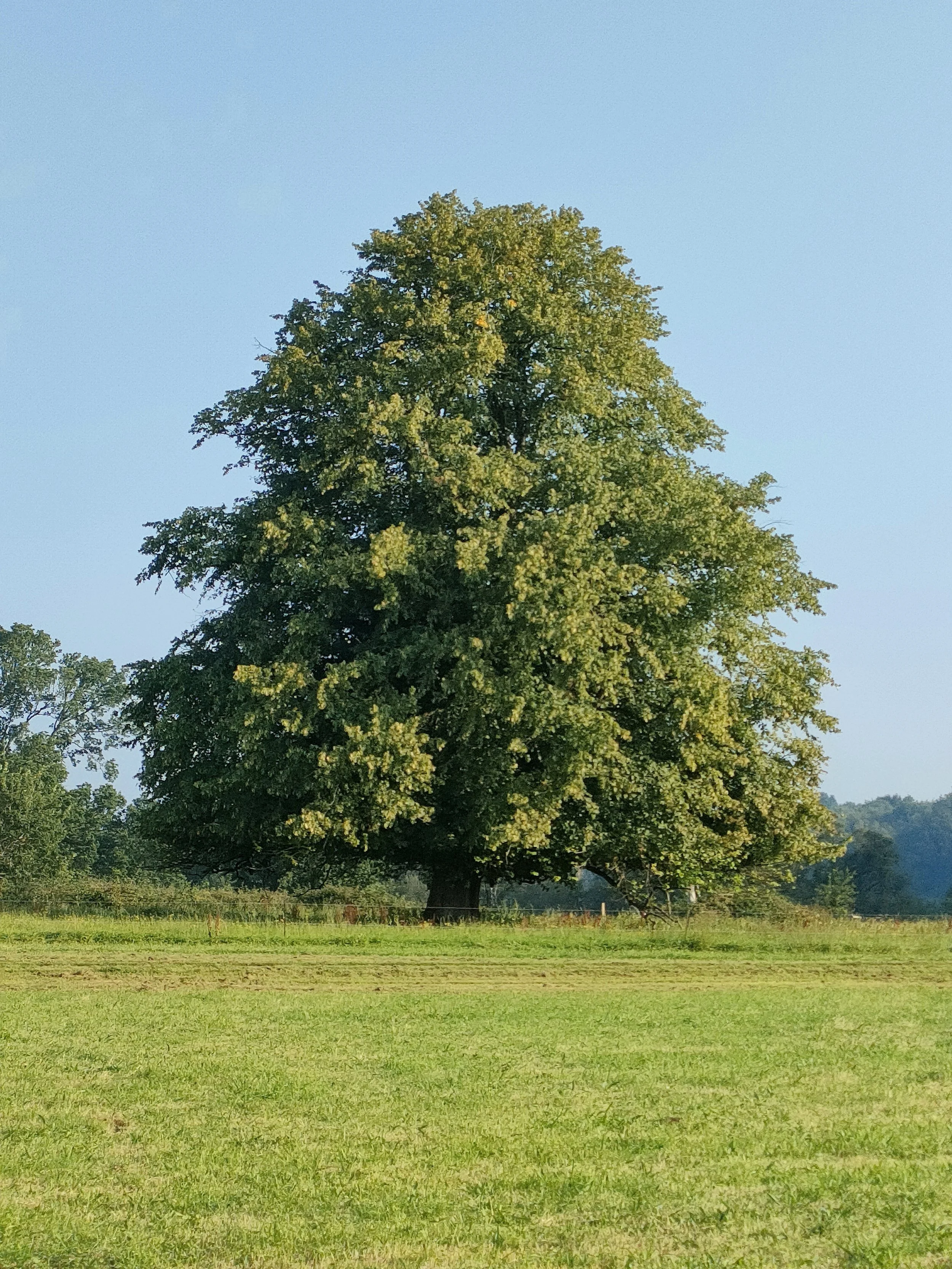 IINTERBEING, INTERTREEING, INTERFREEING