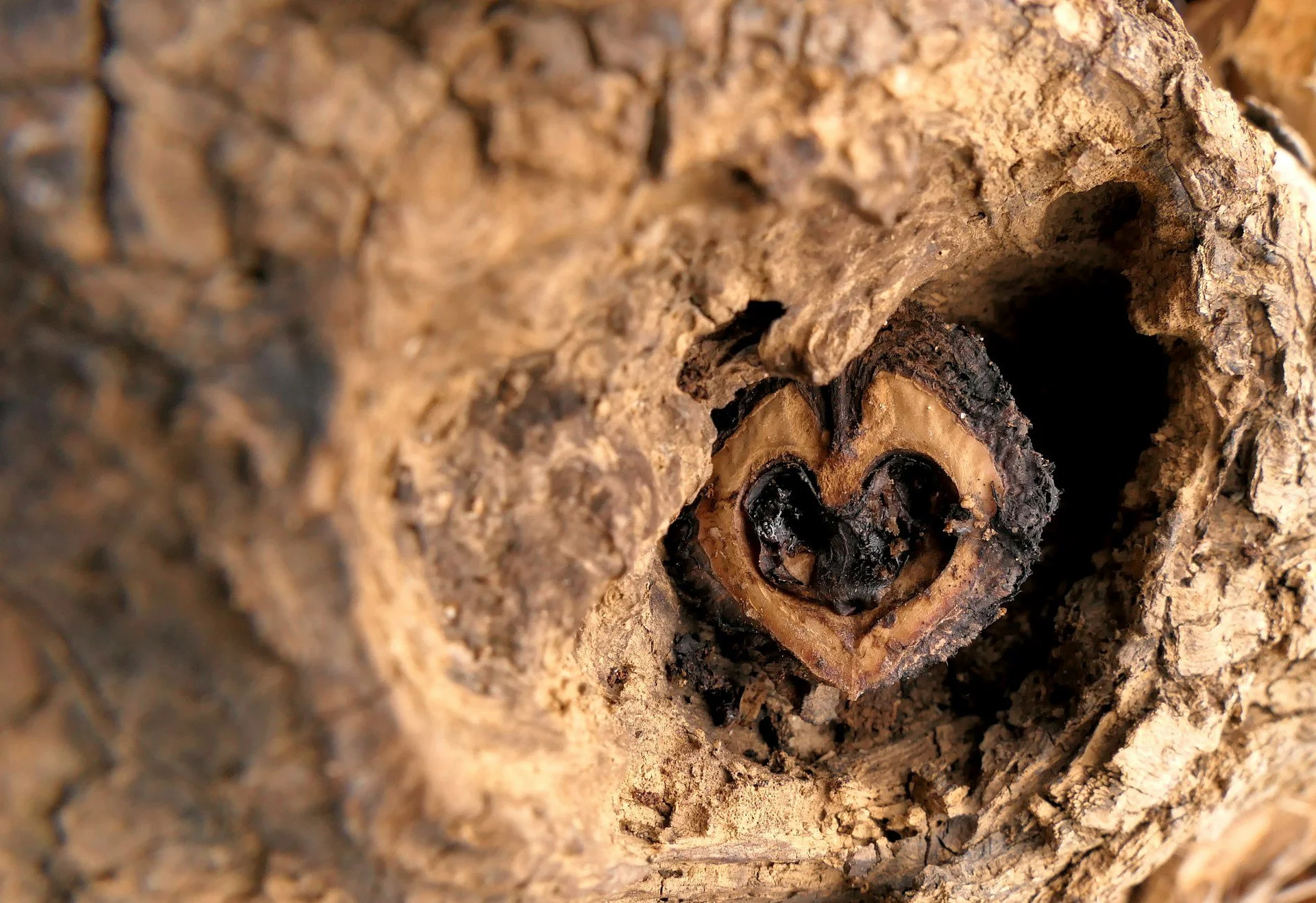 GROUNDING THE HEART -   retreat