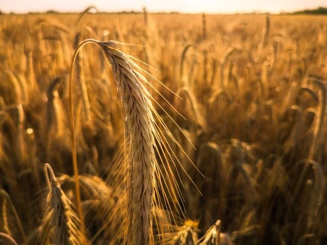 Lughnasadh and the Harvest of Belonging