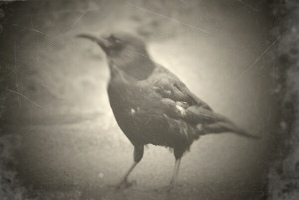 London, 2009 🖤🩶🤍 #LondonBirds #London