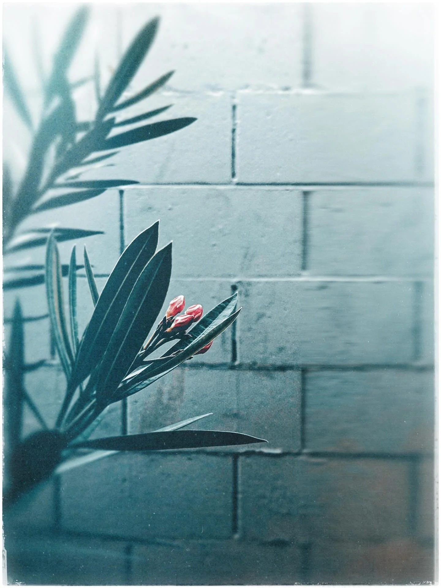 Beauty in a thing so small. A flower and a wall.
