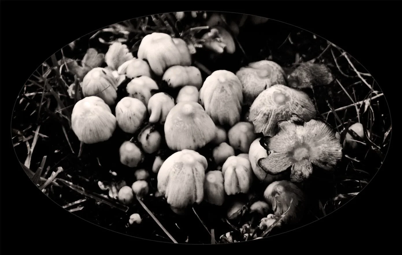 Sweden&rsquo;s mushrooms 🍄 
________

#SwedishForest #Mushrooms #FloraFauna #Fungus