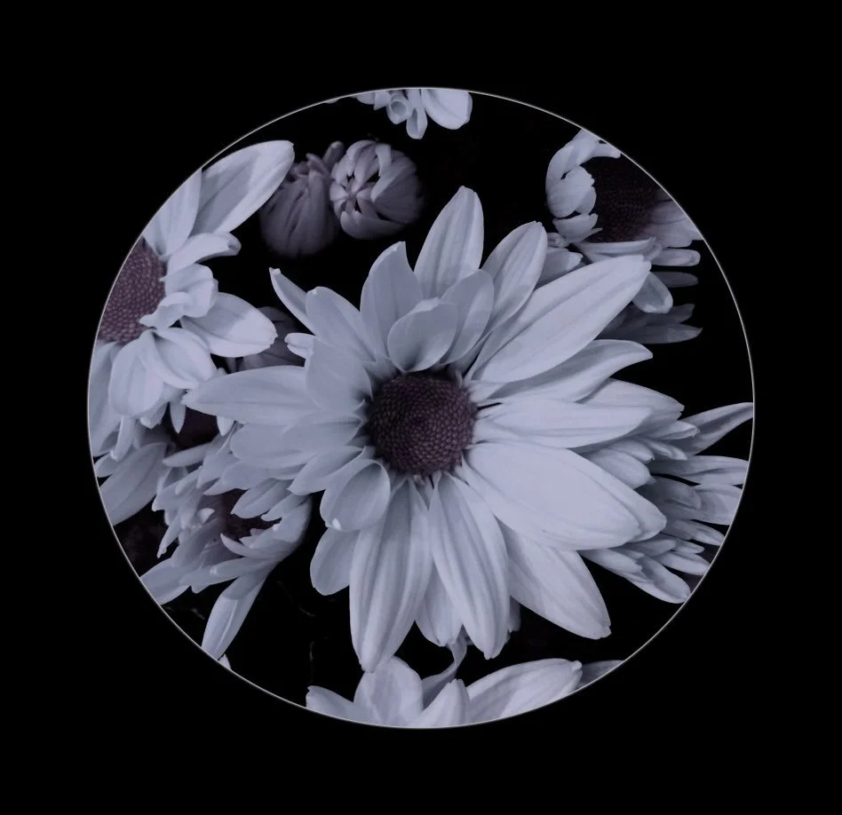 Flowers. 
________

#flowers #daisies