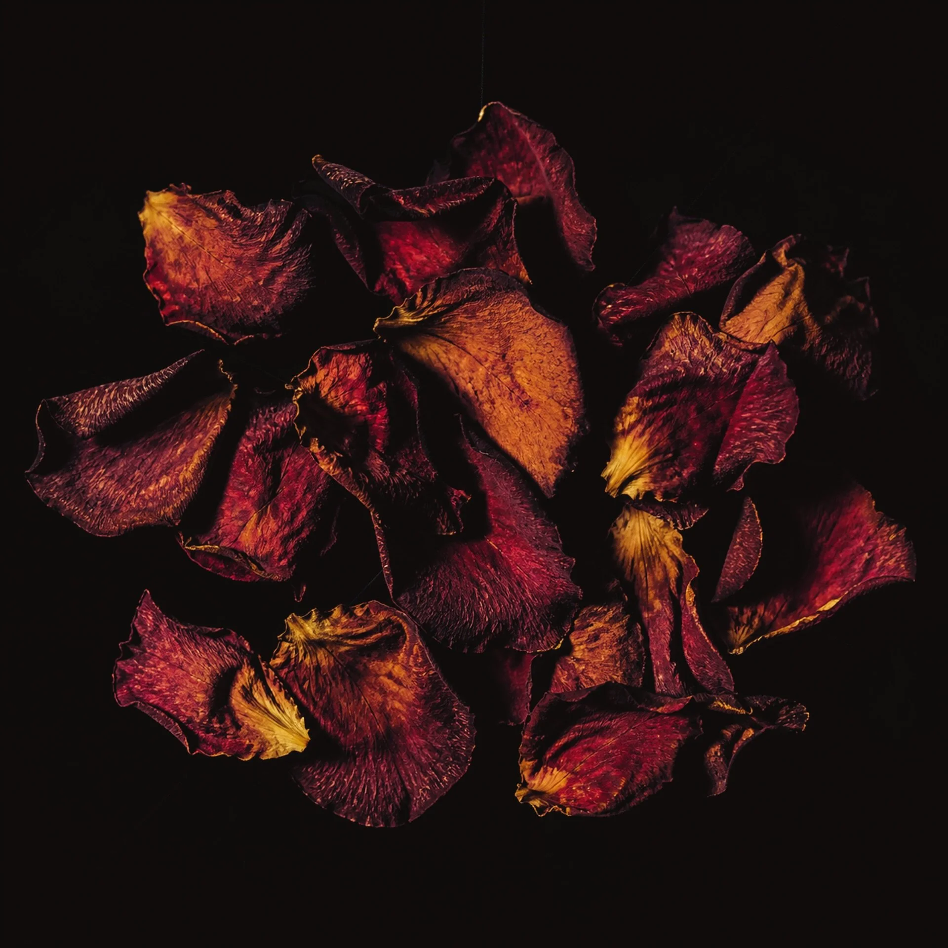 POEM: Kali in the Roses 
