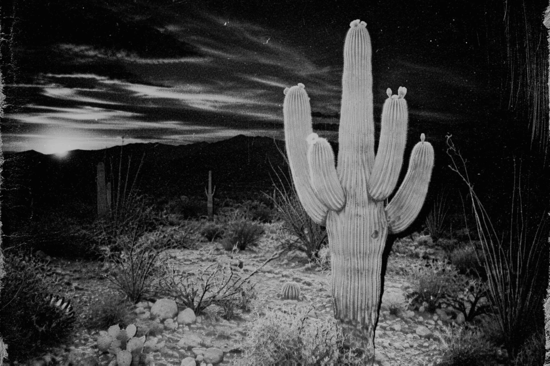 &bull;Saguaro, Night I | 2026 
&bull;Sonoran Preserve area | Photoshop Edits
&bull;Arizona Desert Vigil | Edition 2 of 10
________

&bull;Full post at website link in profile 
#desert #photography