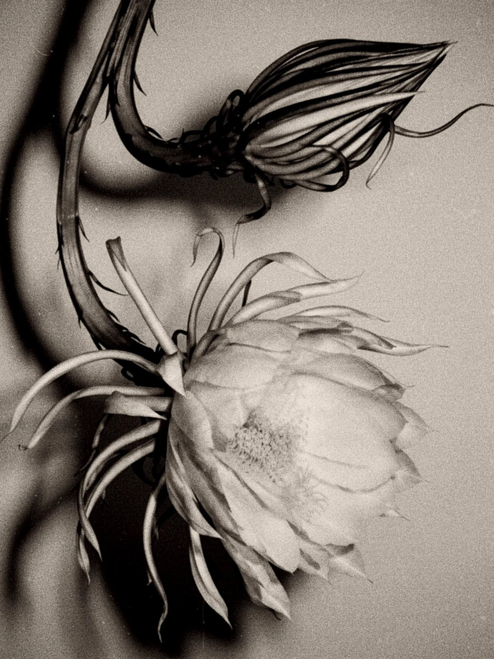 Queen of the Night

Selenicereus, Epiphyllum, Dahlia &mdash;
their names are chapels.
where I stood among them.

But I keep returning to one
who hides her whole year
as a dead thing &mdash;
thin stems, grey as death,
unread against the creosote
until