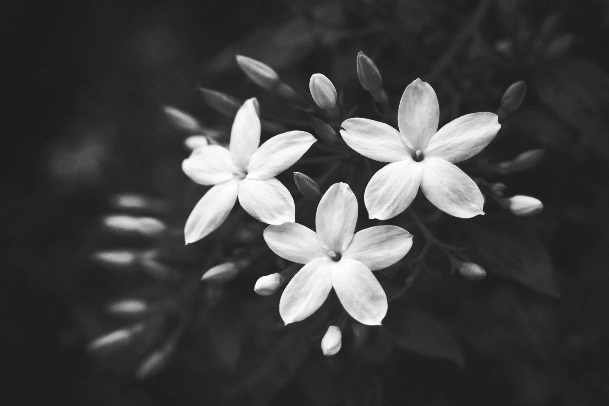 Poem: ELEGY WITH JASMINE AND IRON 