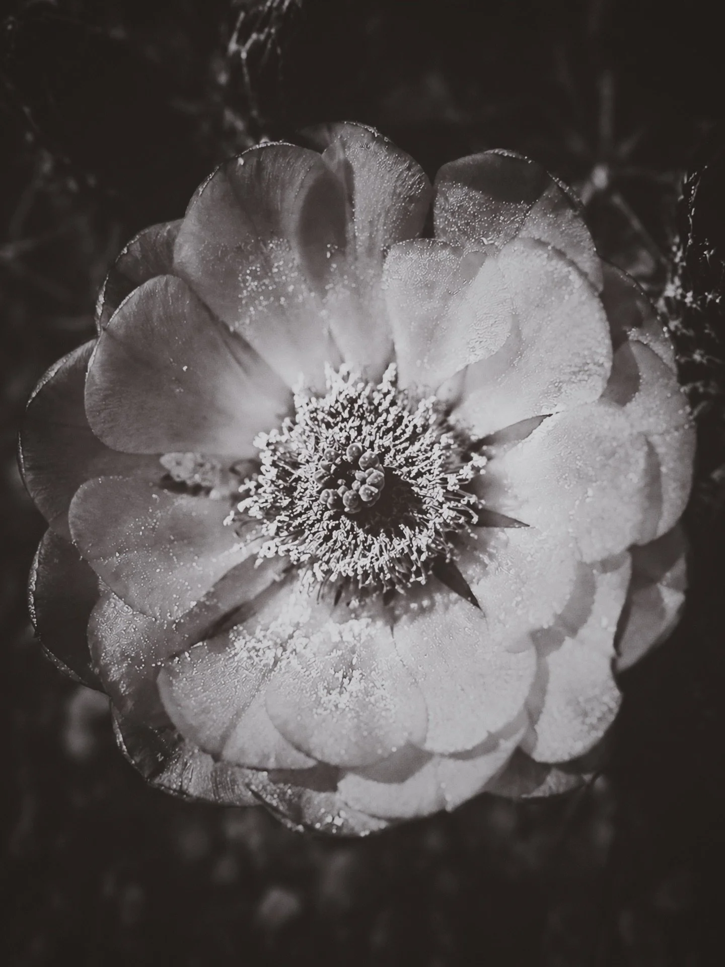 PHOTO: Desert Vigil Series [6-10]