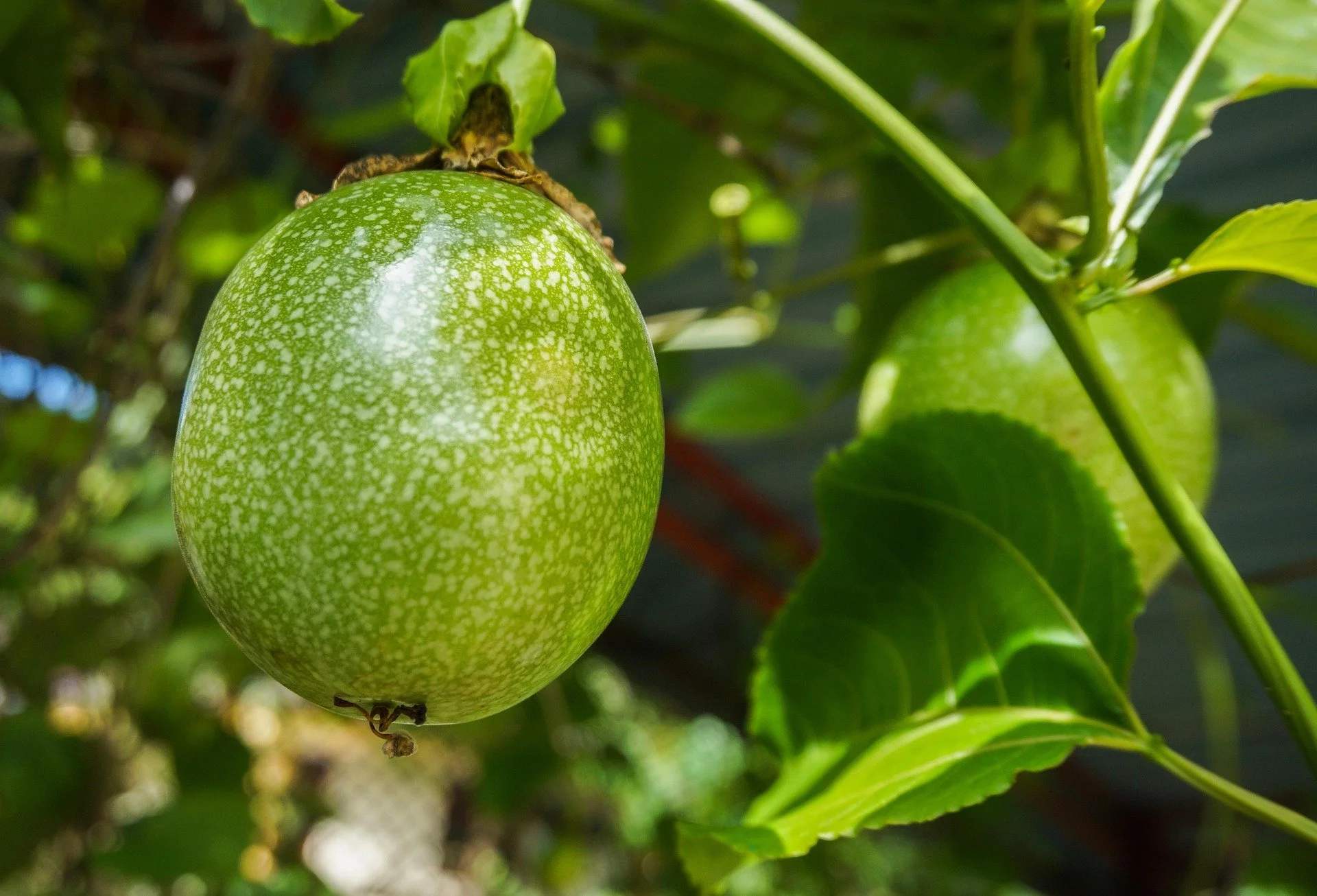 Passion Fruit (Granadilla)