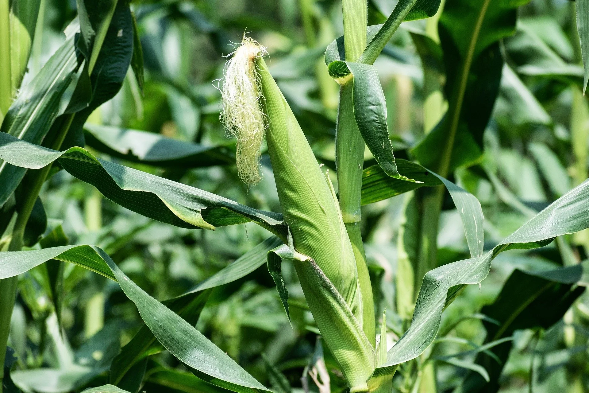 Maize (Sub-Saharan Maize)