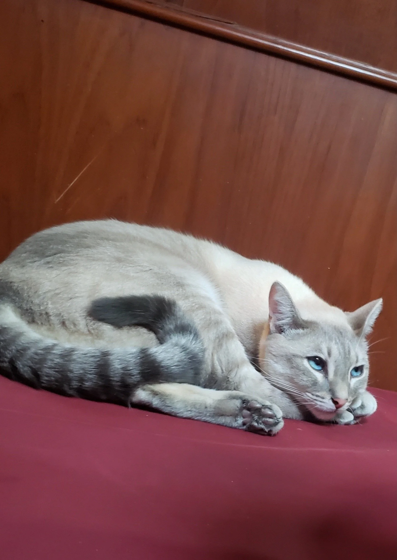 Gray cat with blue eyes lying on a red cushion in front of a wooden wall.