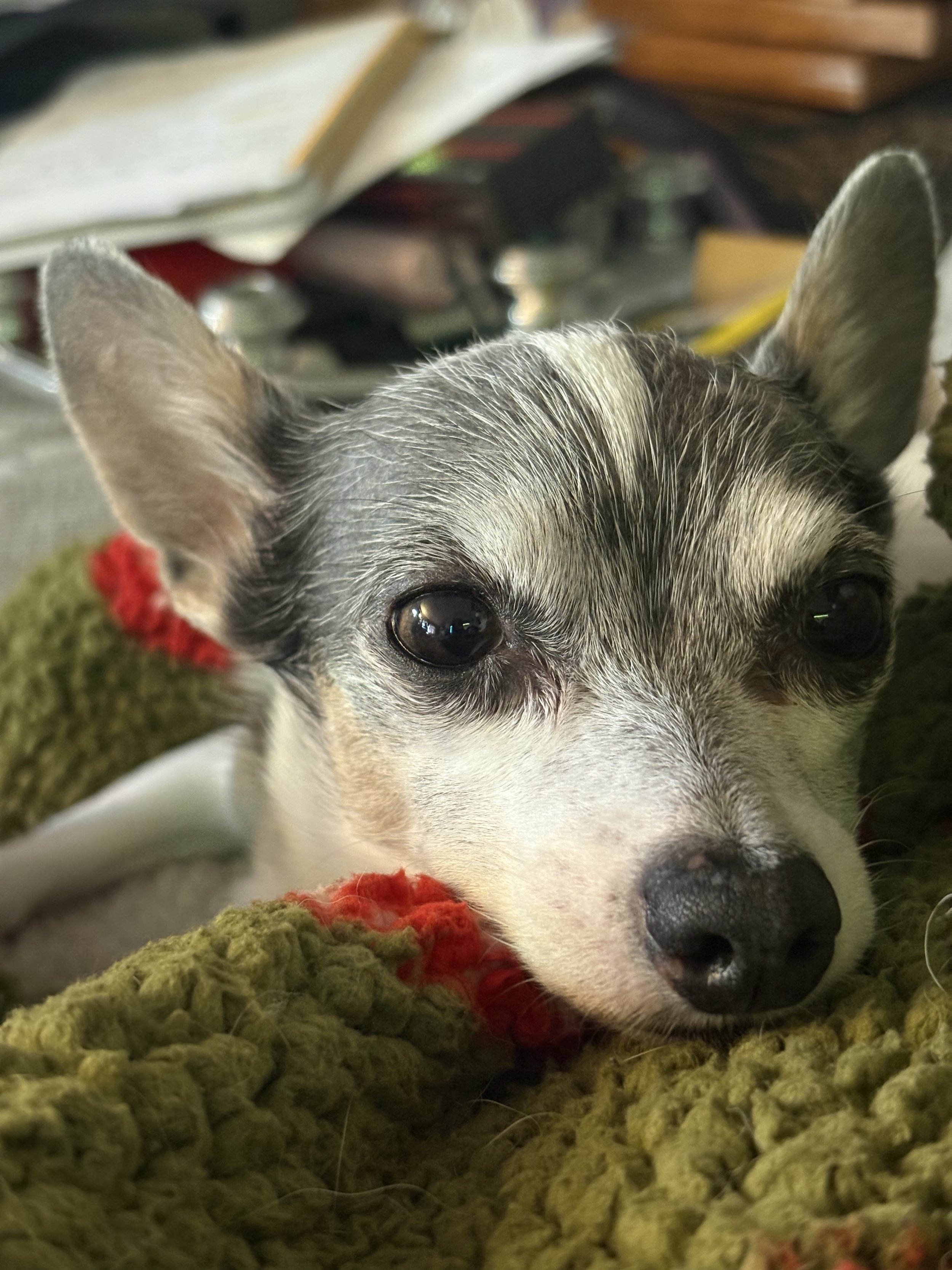 Sam Sullivan’s dog best friend, Furby, in western new york
