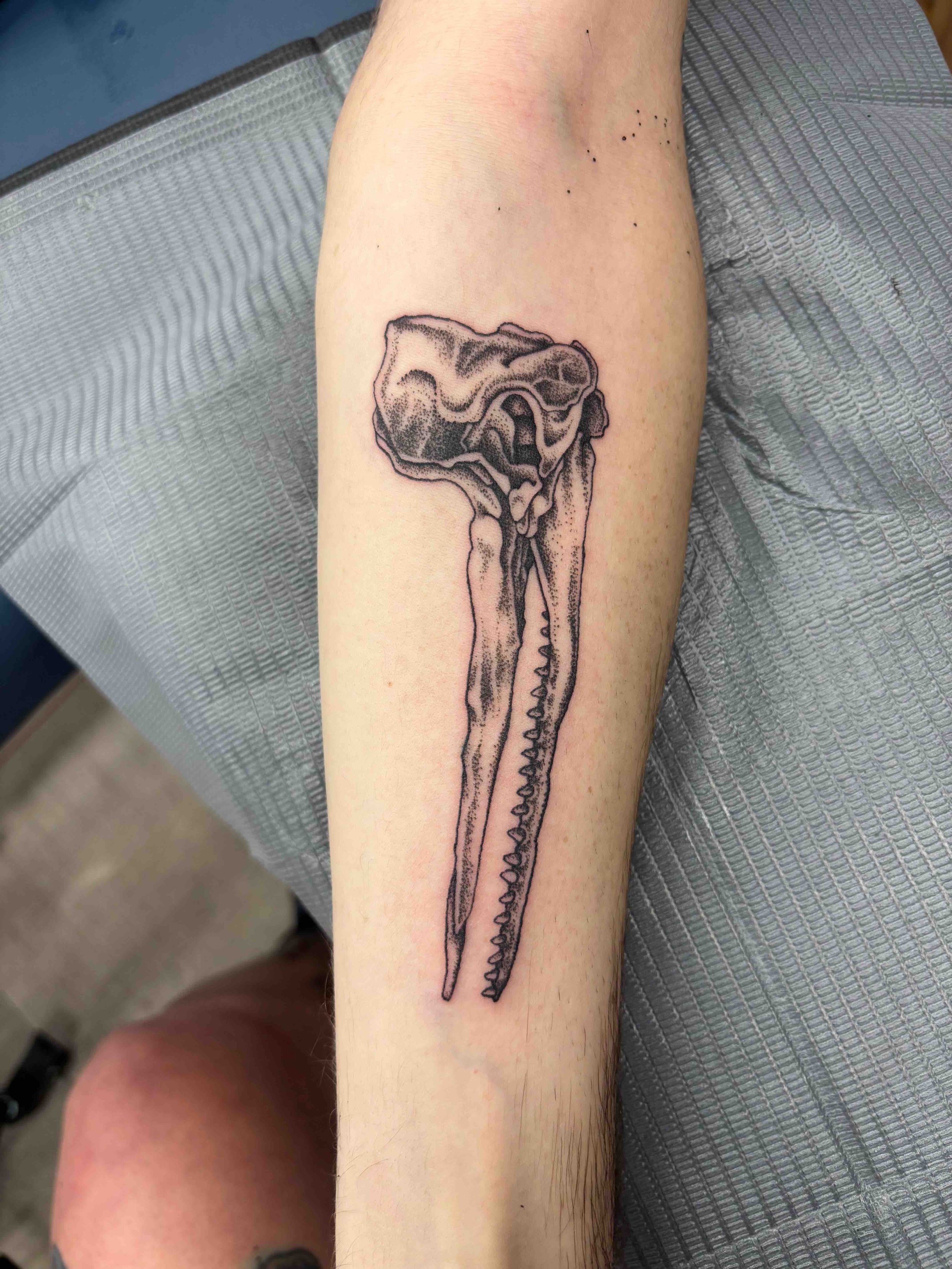 Black and grey stippling whale skull on forearm by AK Zaionz at Sink or Swim in Niagara Falls NY