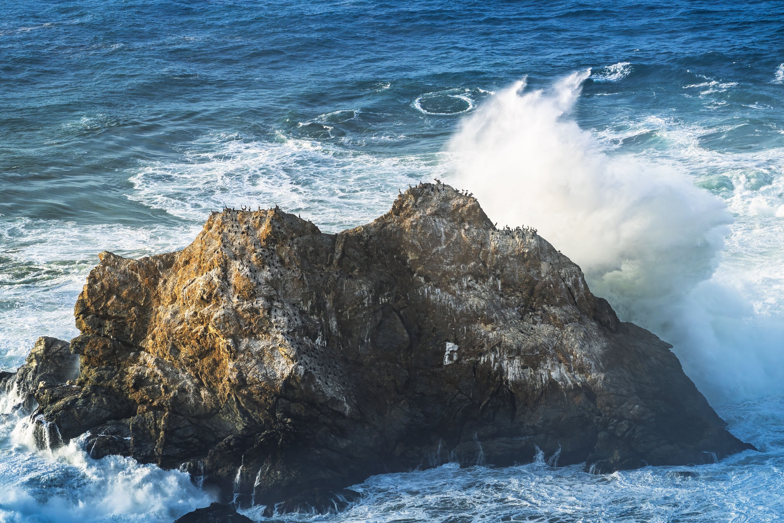 Pelicans at the Big Sur