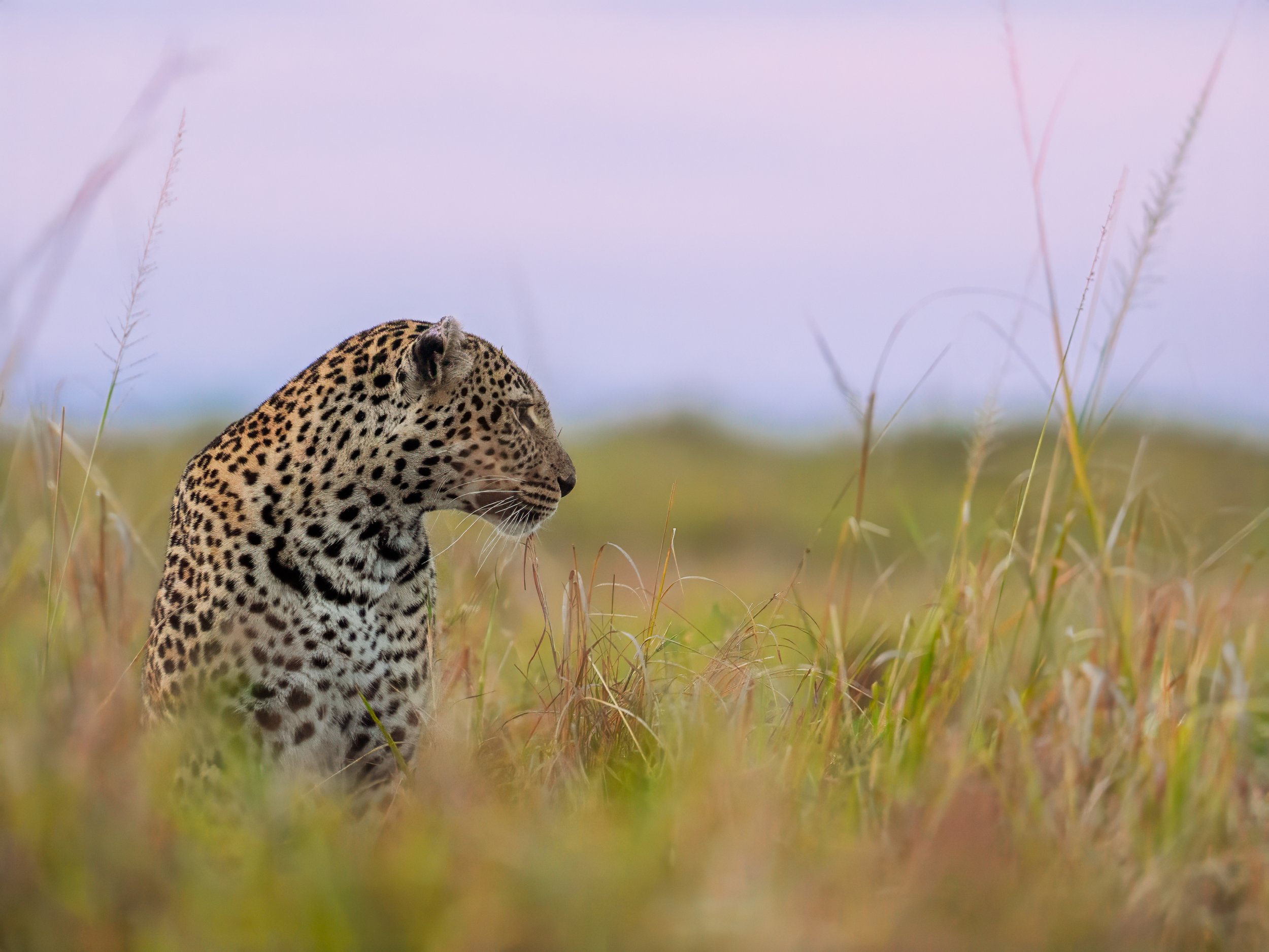 A Leopard’s Morning