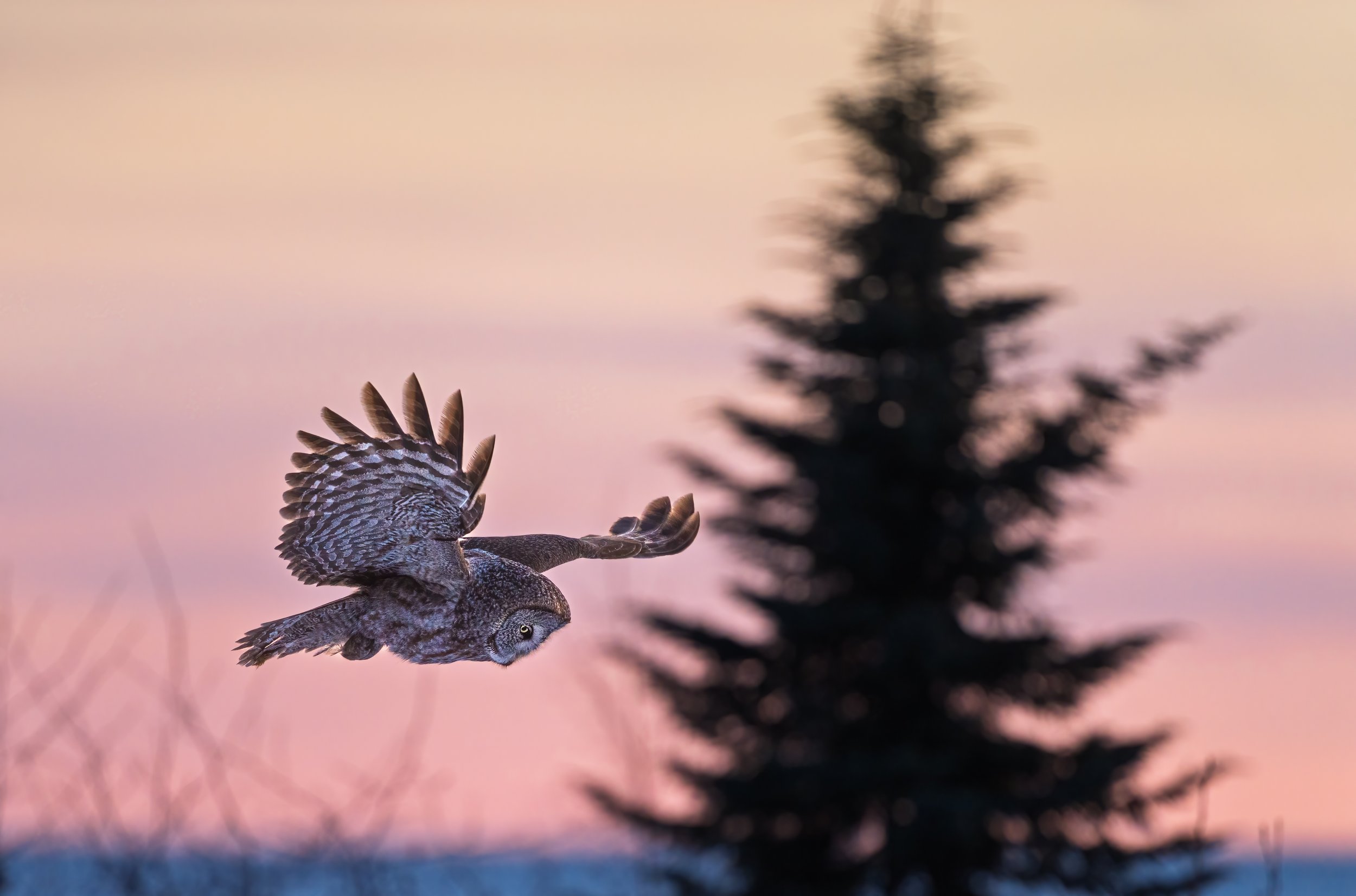 Twilight Hunt