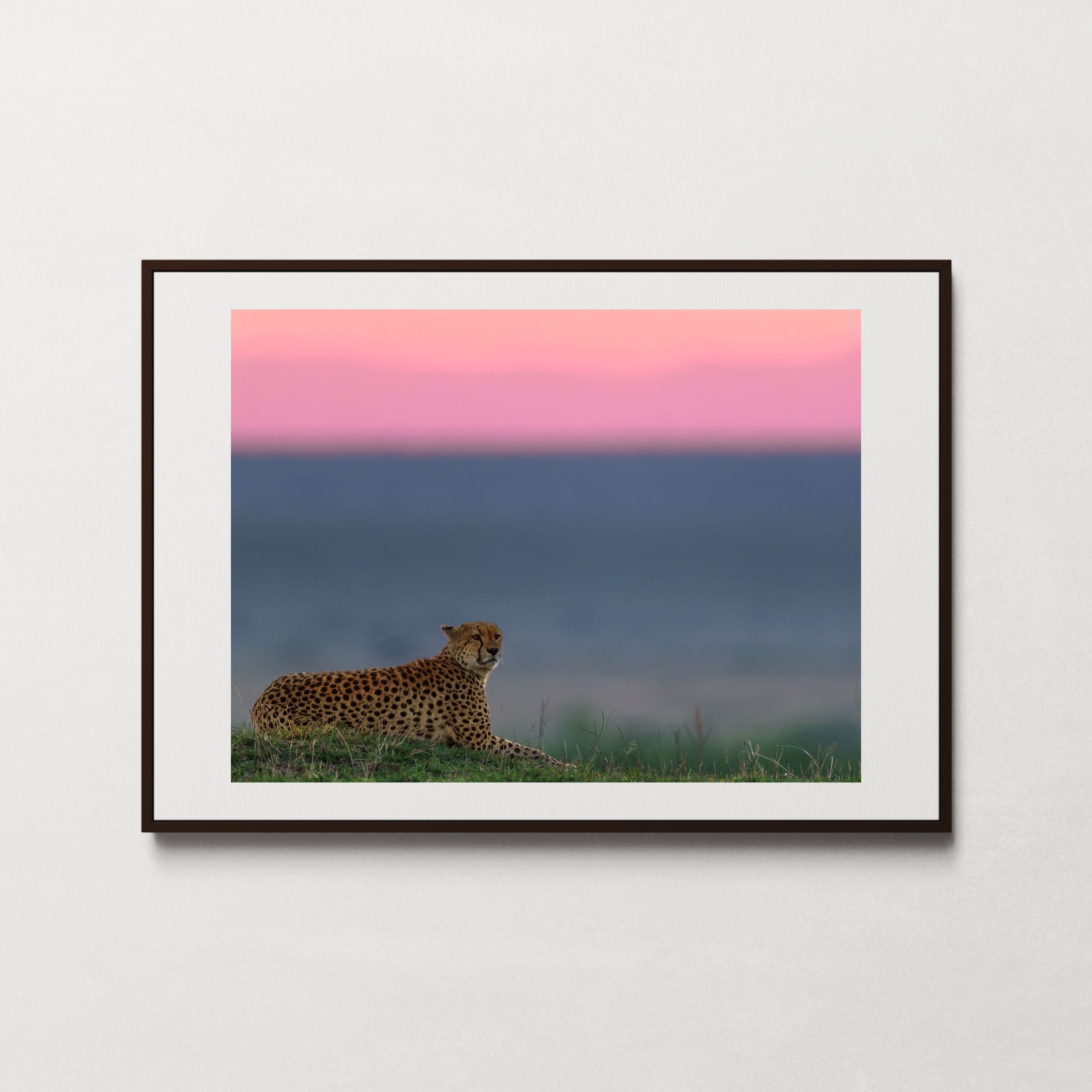 Cheetah in the Mara-1.jpg