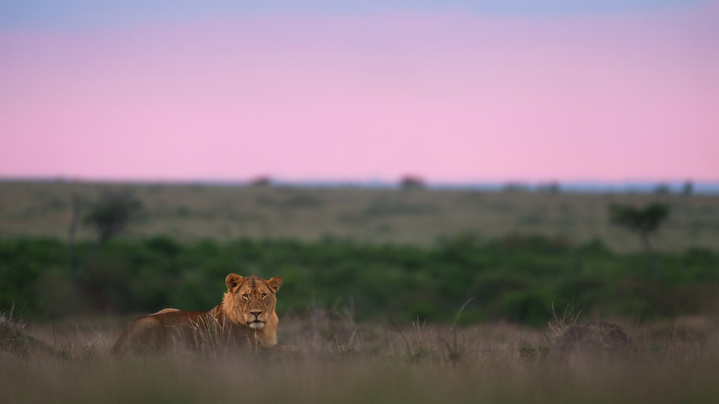 A Lioness Rests