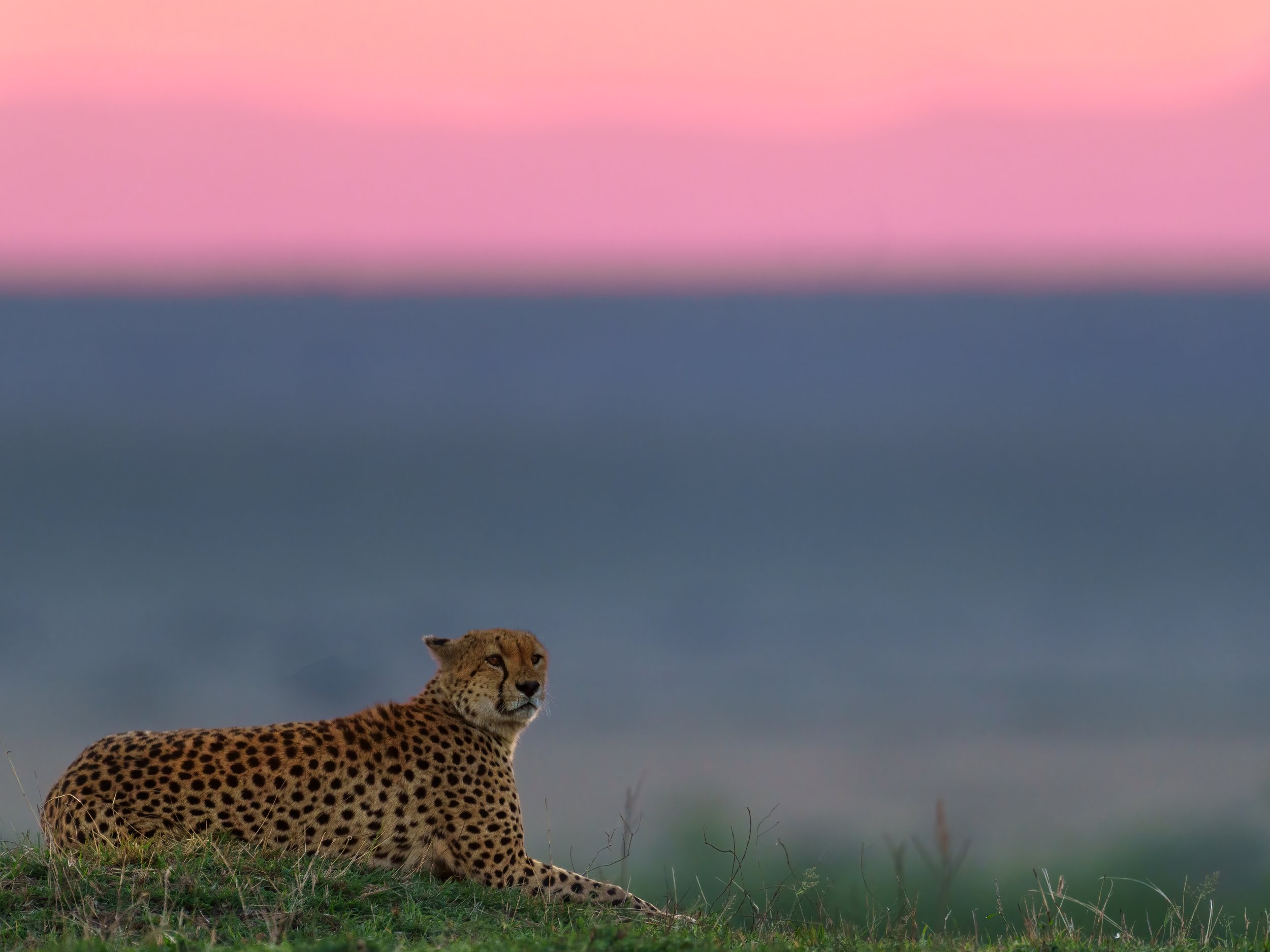 Cheetah in the Mara