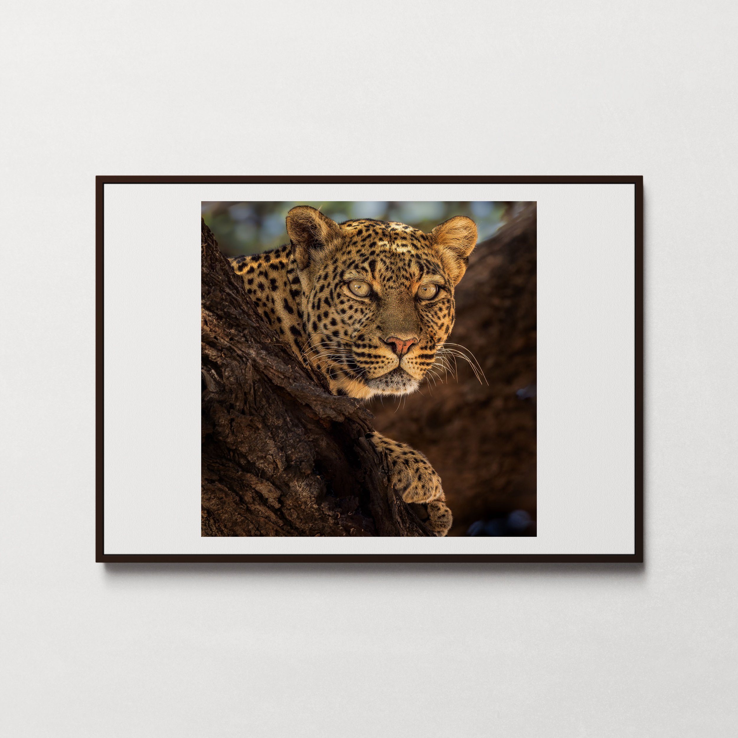Leopard in Samburu-1p.jpg
