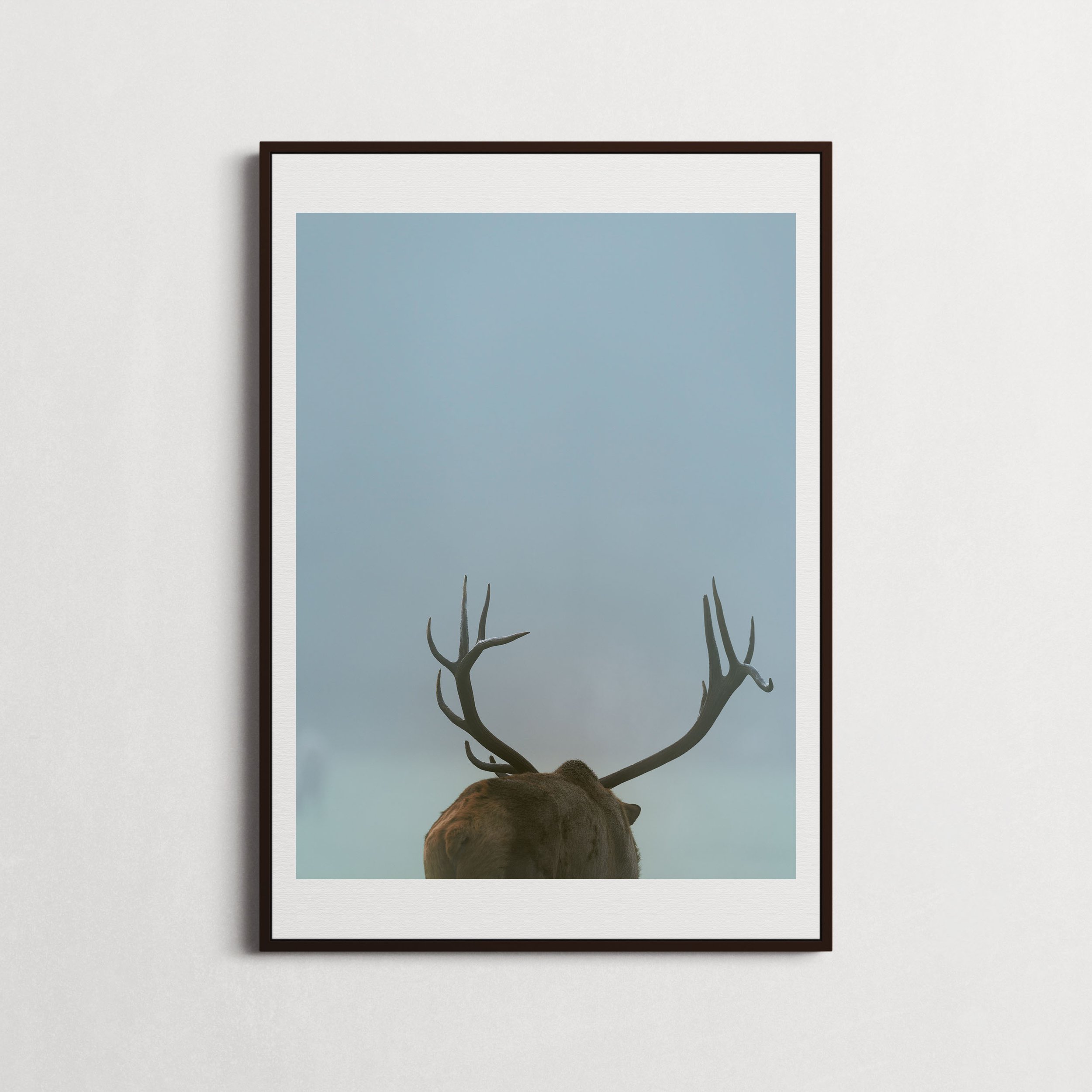 Elk In the Smokies-1.jpg