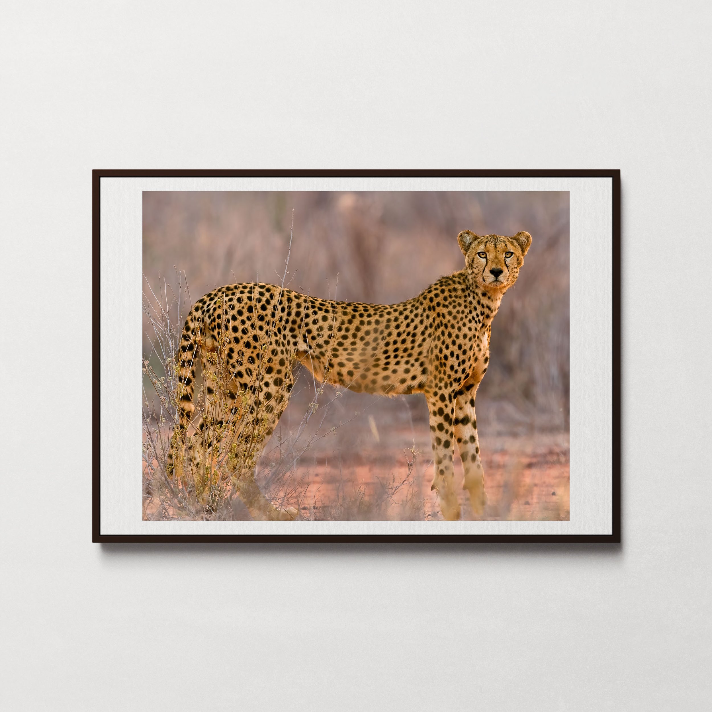 Cheetah in West Tsavo-1.jpg