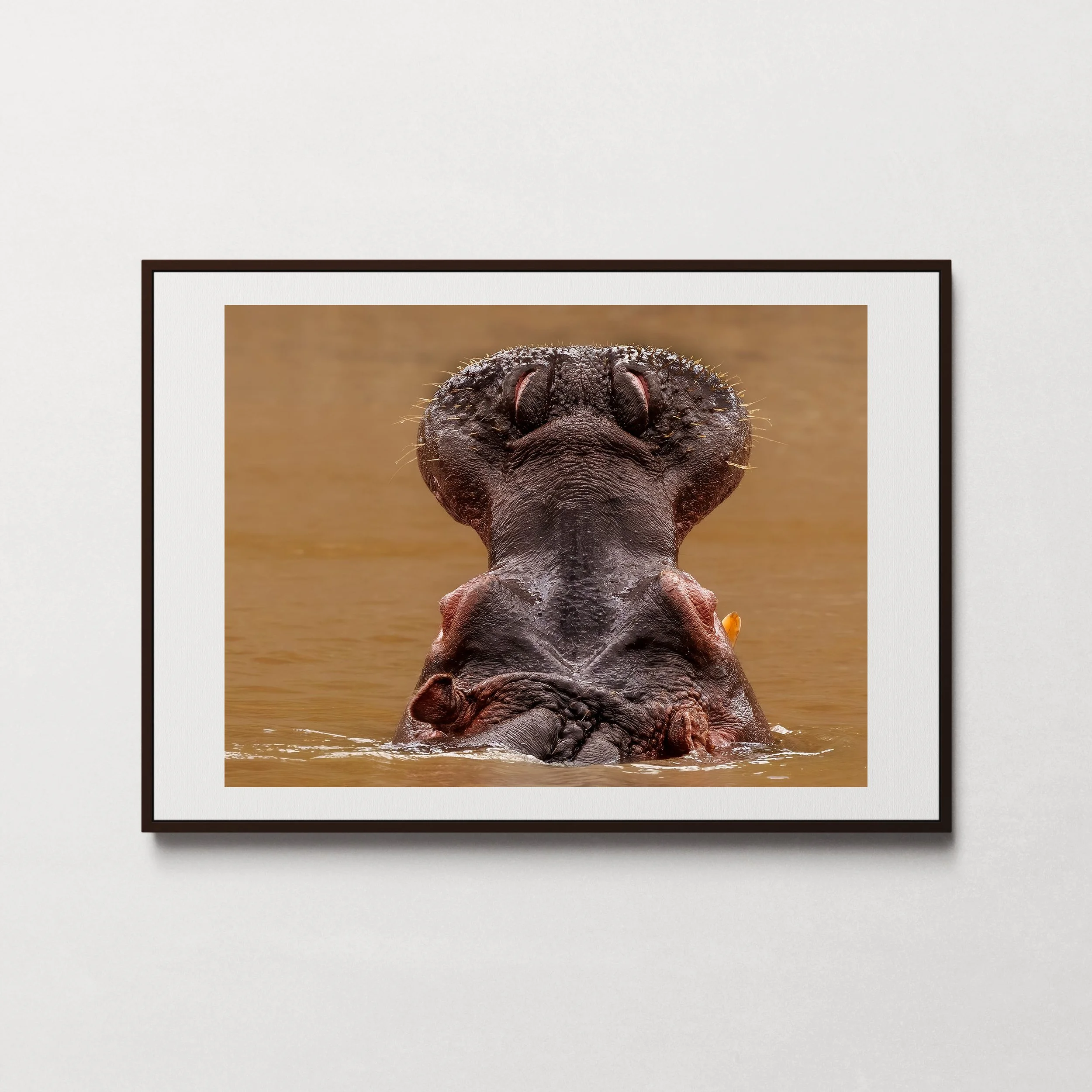 Hippos of the Mara-1.jpg