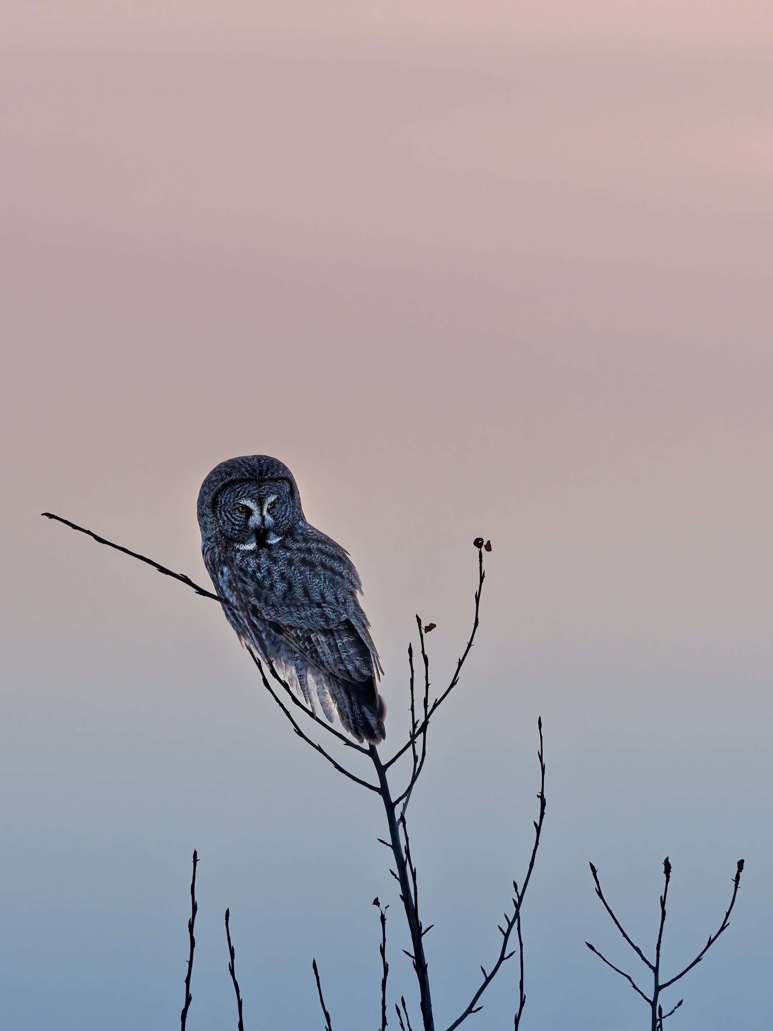Mellow Lookout