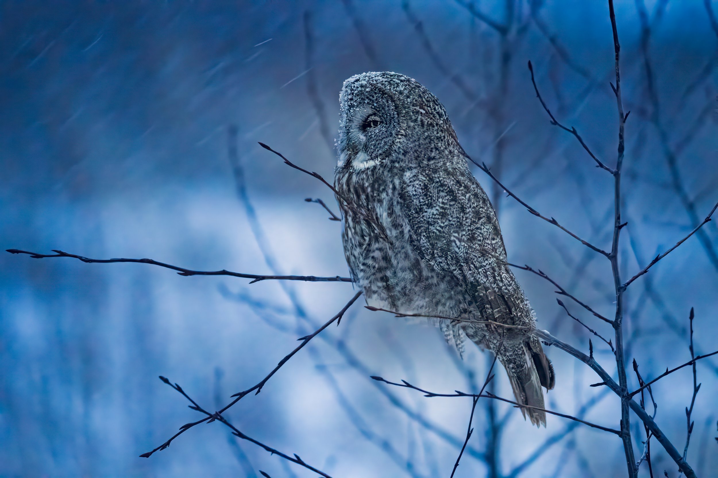 A Cold Winter