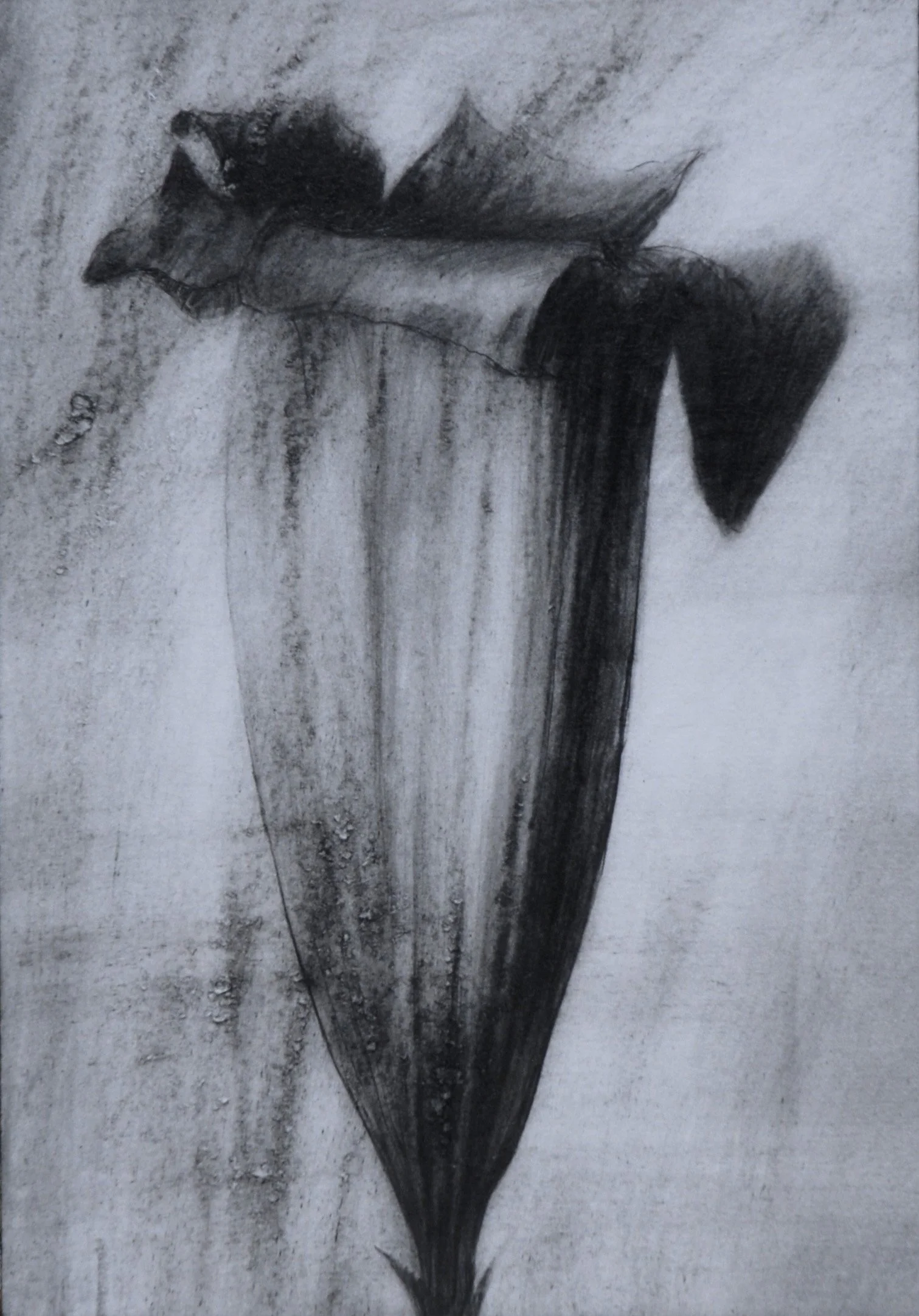 26 x 18cm. Graphite.