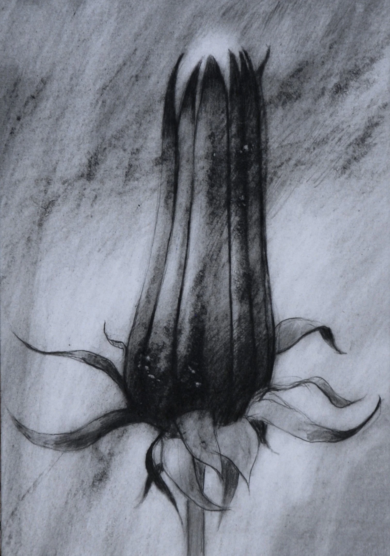 26 x 18cm. Graphite.