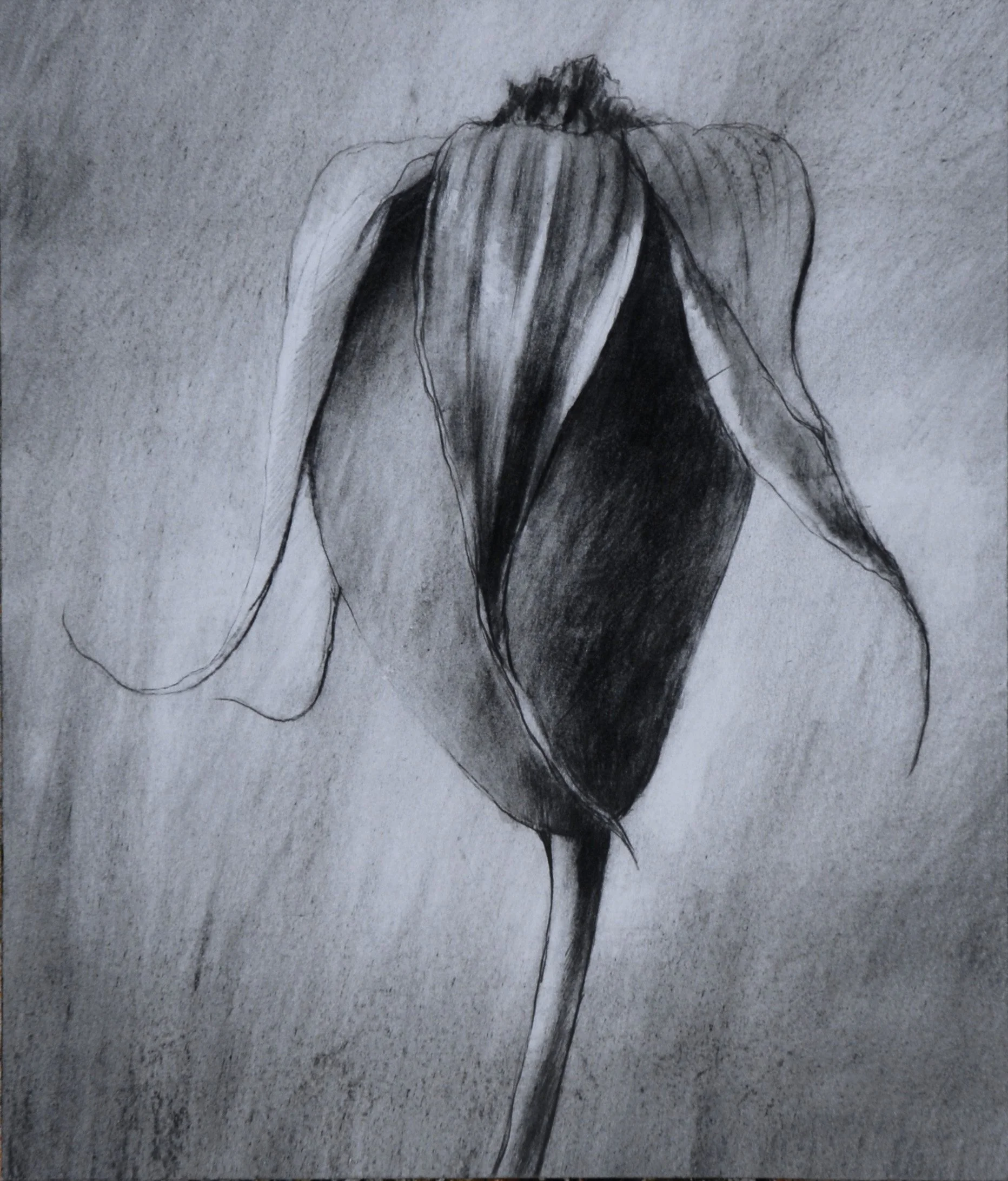 26 x 22cm. Graphite.