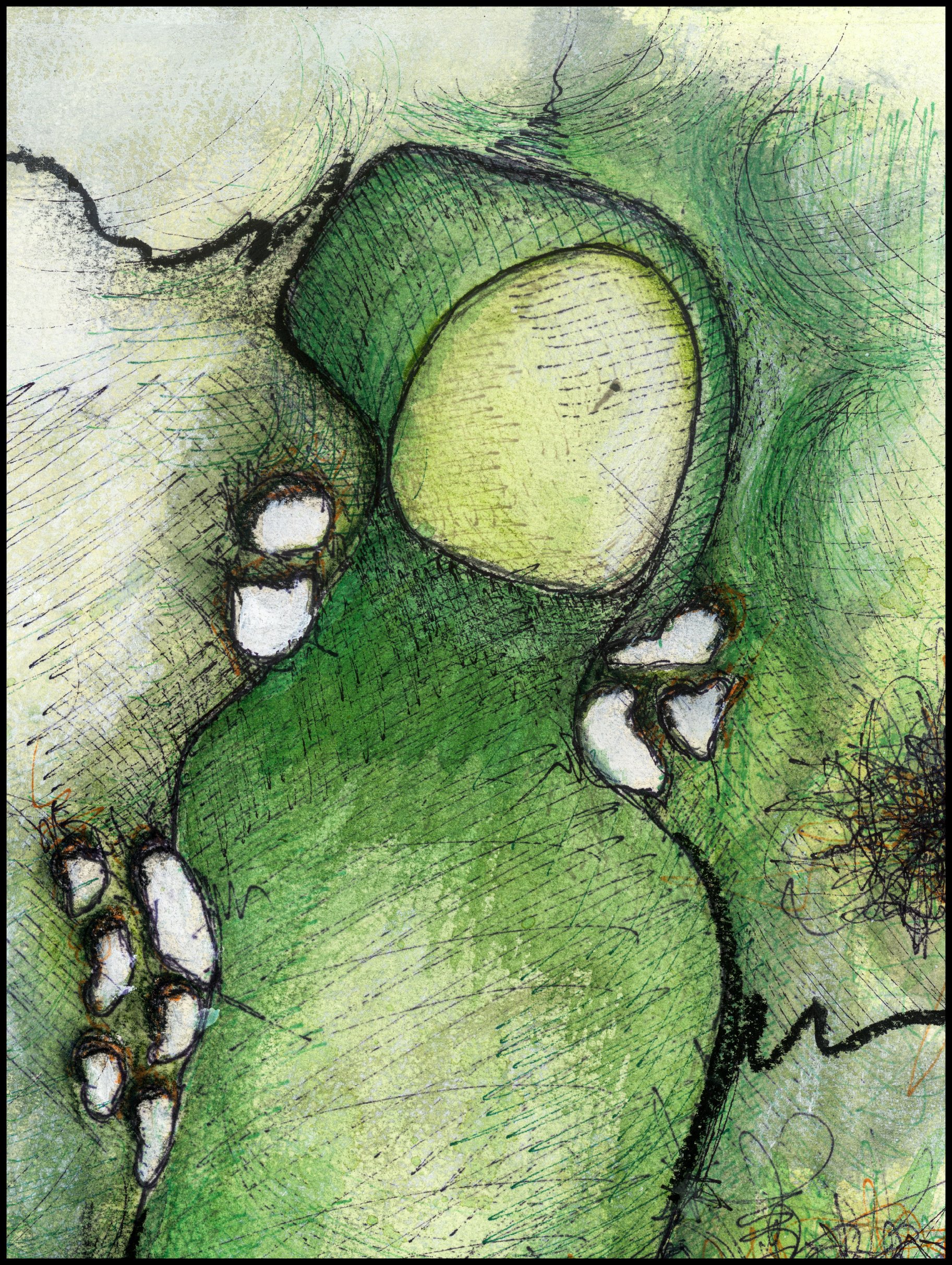 Close-up drawing of a green plant with a large rounded leaf and small white flowers.
