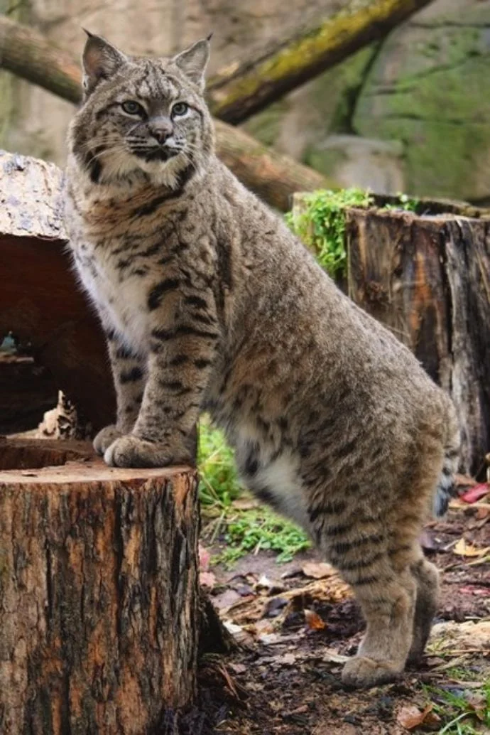 Wildwood Wildlife Park Zoo