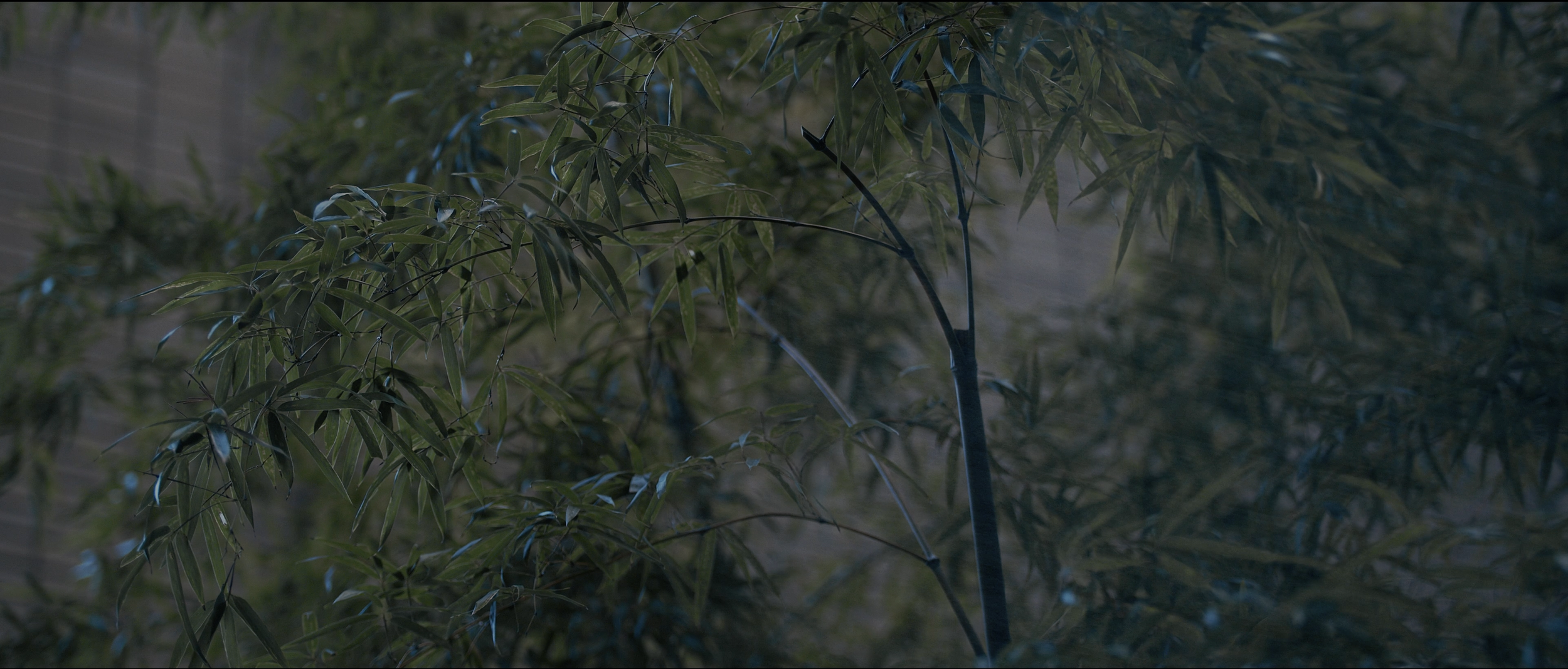 Dense green foliage of a bamboo plant with slender leaves and thin stems in a shaded outdoor environment.