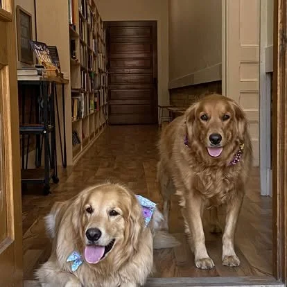 SDBDogs.jpg