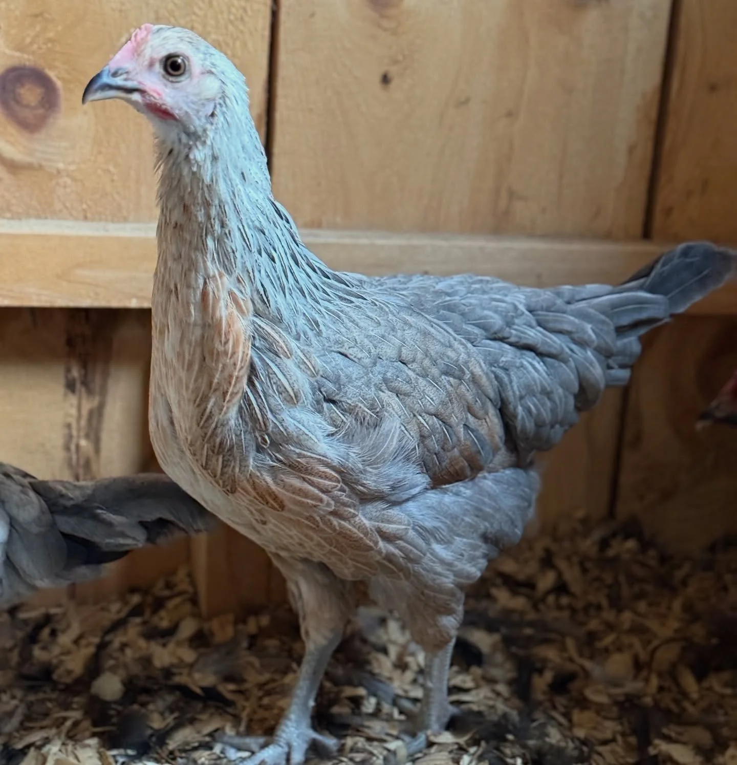 This girl is absolutely stunning. She&rsquo;s in my Flock Around &amp; Find Out pen, I&rsquo;m exited to see what she&rsquo;s going to lay color wise.

Original Breeder: @hollyoaksfluffybutthut