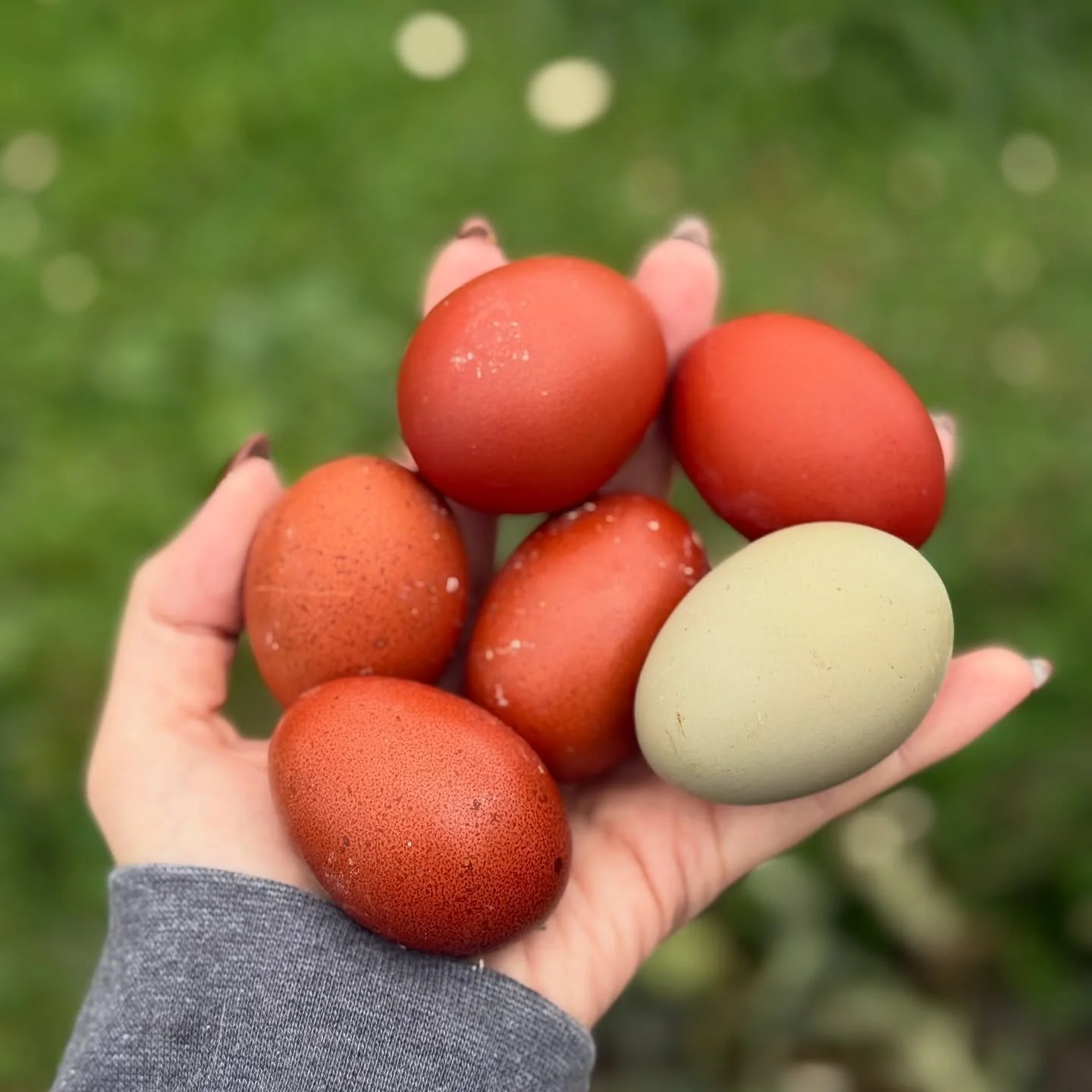 I can&rsquo;t wait until my pullets start laying. I&rsquo;m craving more variety in colors.

Back in April, I re-homed my whole flock basically and kept 11 birds. I had some blue layers, green layers, and a variety of brown layers. I needed to make r