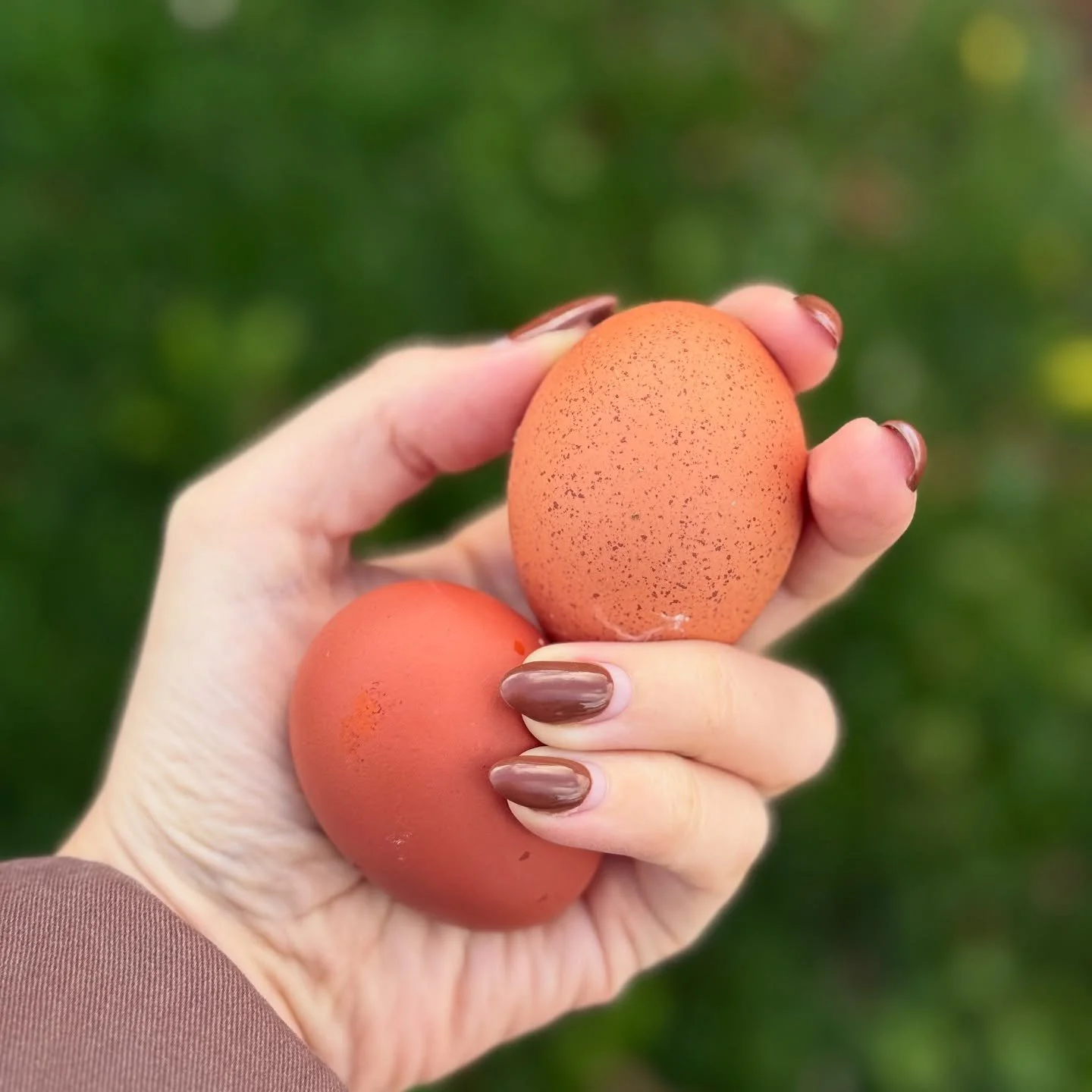Today&rsquo;s eggs of the day were this speckled beauty (mystery layer) and one of my crele penedesenca girls. 🤩