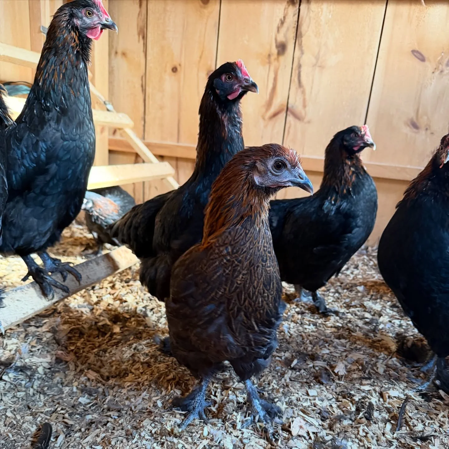 Meet my FAFO (flock around &amp; find out) flock. There&rsquo;s some genetic mashups in here including breeds like welsummers, silverrudd blues, black copper marans, multi-gen olives, BCM and more. This pen is purposely for egg color! We&rsquo;re exp